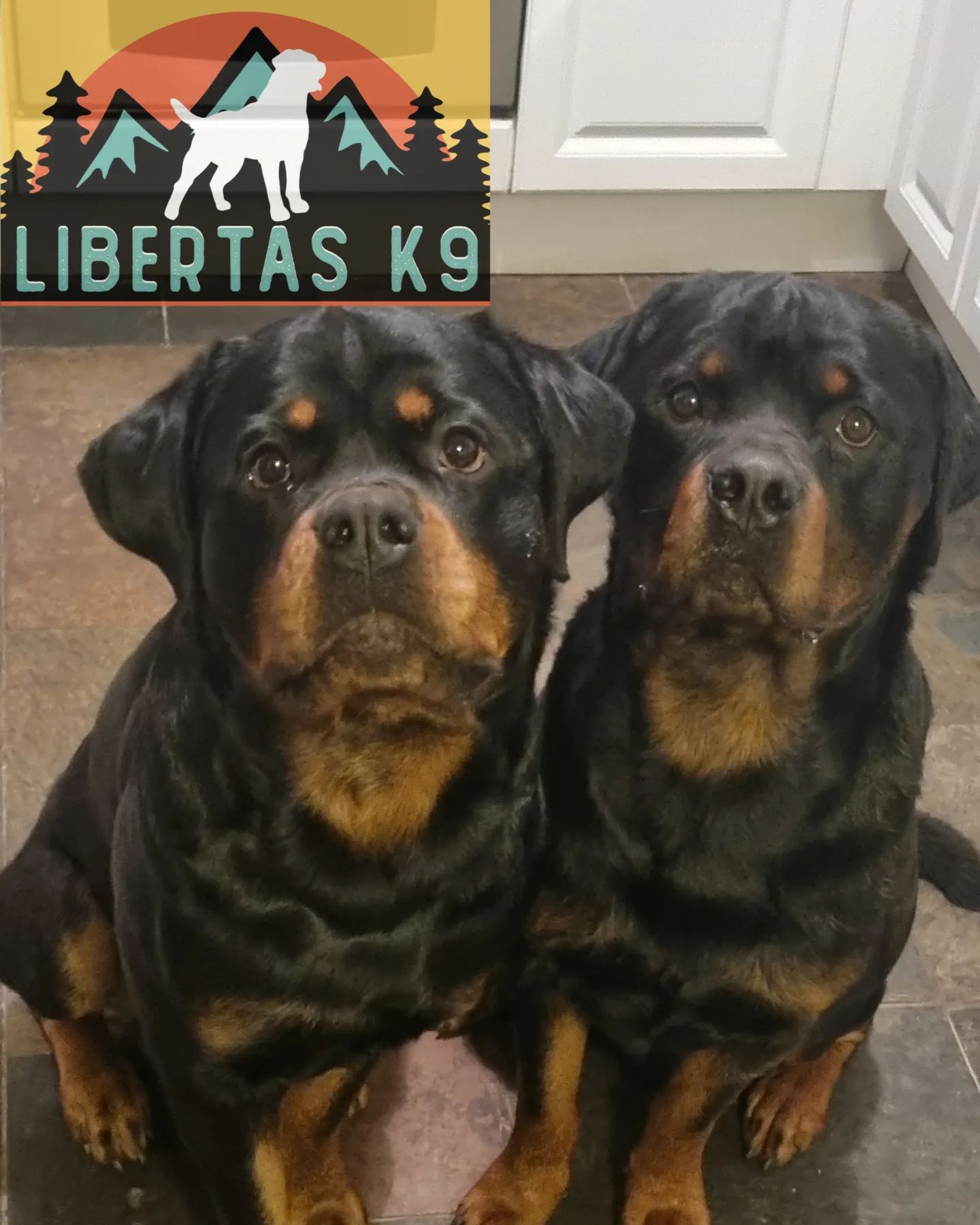 The Pinnacle Package Libertas K9