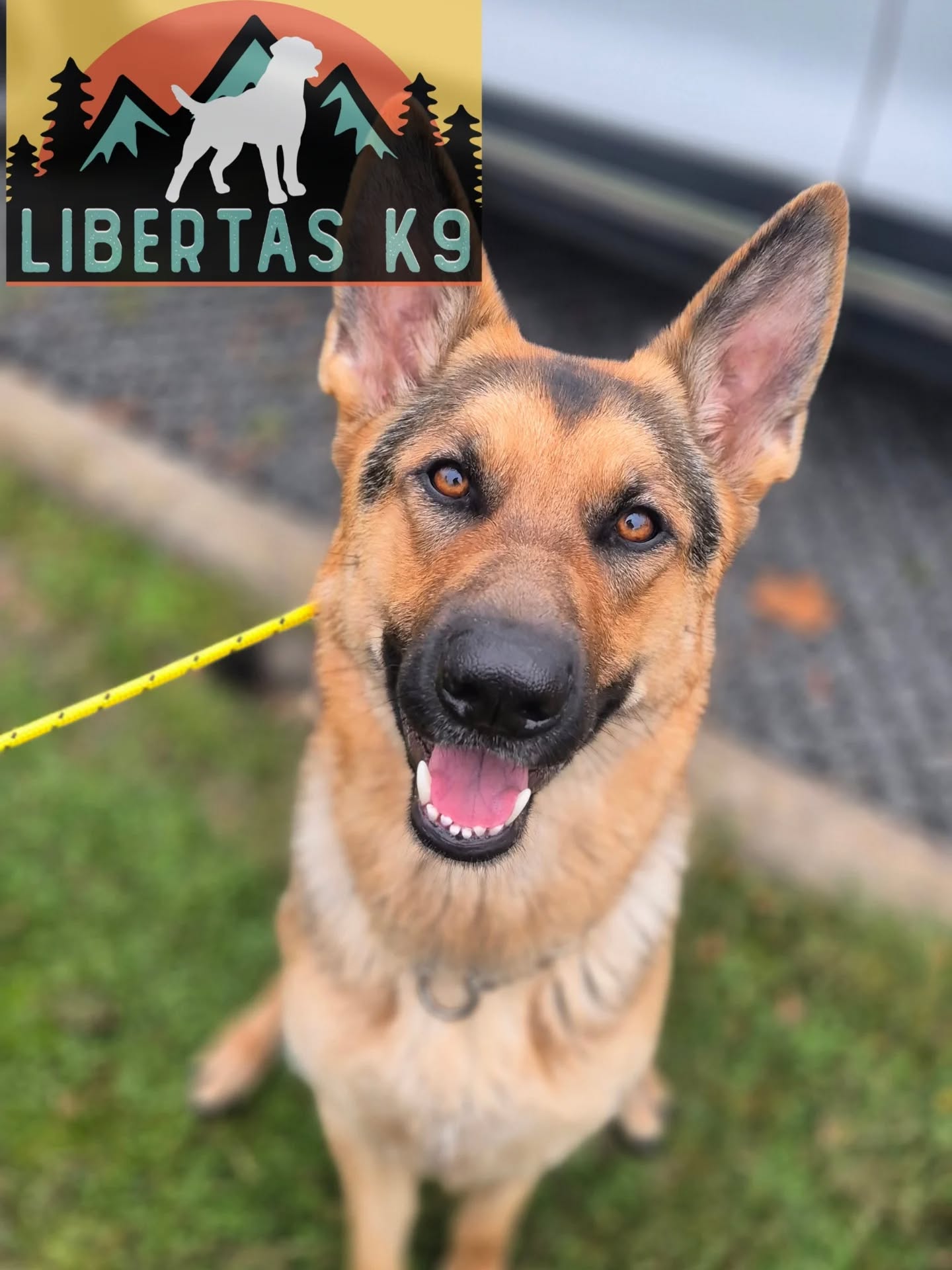 🐶👅MEET HANNAH👅🐶

We had this lovely girl come and see us. Her owner got in touch with us for help with loose leash walking and dog reactivity. 

We just had a short session to see exactly what would be needed moving forward. 

During the session we got some foundations in place to work on engagement, reward markers and leash pressure. 

We got her walking nicely on a lead and had a look at her reactivity. 

These guys have now signed up to our Liberty Package so they will be able to get the foundations in place for us to work further on the reactivity. 

#dogs #dogtraining #northeastdogtraining #germanshepherd #germanshepherdsofinstagram #looseleashwalking #dogreactivity #dogsofınstagram 
#doglovers 
#libertask9