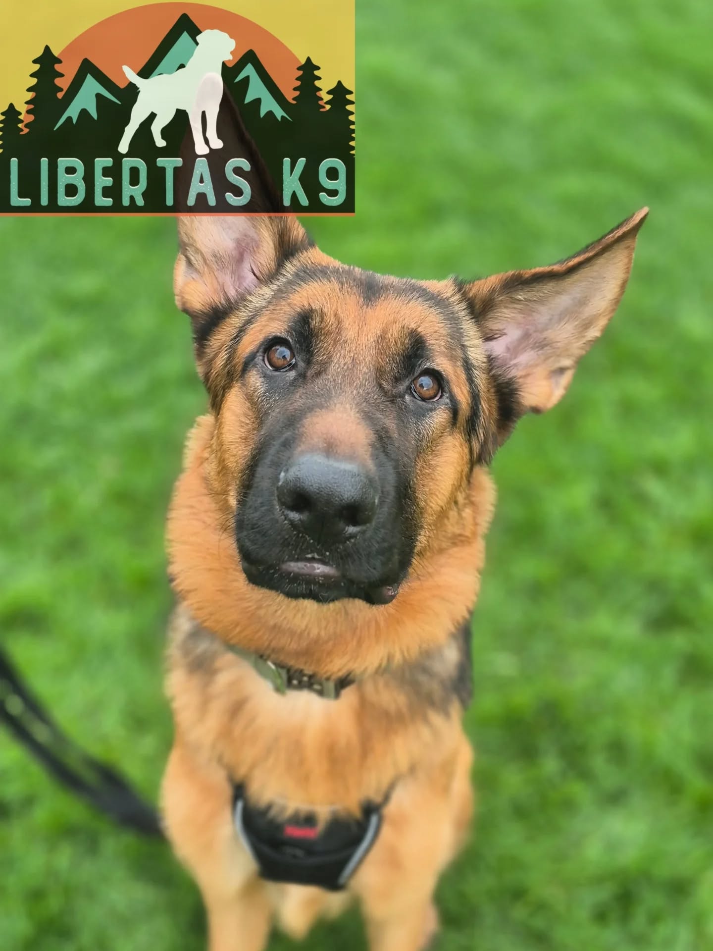 👅🐶MEET KAI🐶👅

We had this handsome boy come and see us. His owners came to see us for help with dog reactivity, loose leash walking and general behaviour. 

Kai would pull on his lead to the point he had pulled family members over, bark and lunge at dogs and behaviour in general was difficult to manage. He would chew on his lead, excessively mouth and when not getting his own way would mouth to try and prevent him having to do what he was asked. 

He is an adolescent GSD and when he hit adolescence started pushing boundaries and doing as he wanted. 

We started the session off by getting the basics in place like we do in most sessions, rewards, markers and engagement. 

Next we took him off the harness and swapped him to a slip as the harness was just fueling his frustration towards dogs and allowing him to pull more comfortably. 

We then taught him leash pressure and where the correct walking position is, pairing this with reward. 

Next we got our boy out for him to work around and worked on breaking his fixation to prevent the frustration from building. Once he actively disengaged we paired this with reward. 

During the session we also covered ways to give him more stimulation. Most dogs require more than the average walks. Especially working breeds. They need their brains worked and to feel like they've been given a job. 

We finished the session off by demonstrating how to utilise play to get rid of some pent up energy, getting more enthusiasm in obedience and just for fun. 

#dogs #dogtraining #northeastdogtraining #germanshepherdsofinstagram #germanshepherd #looseleashwalking #dogreactivity #dogsofınstagram 
#doglovers 
#libertask9