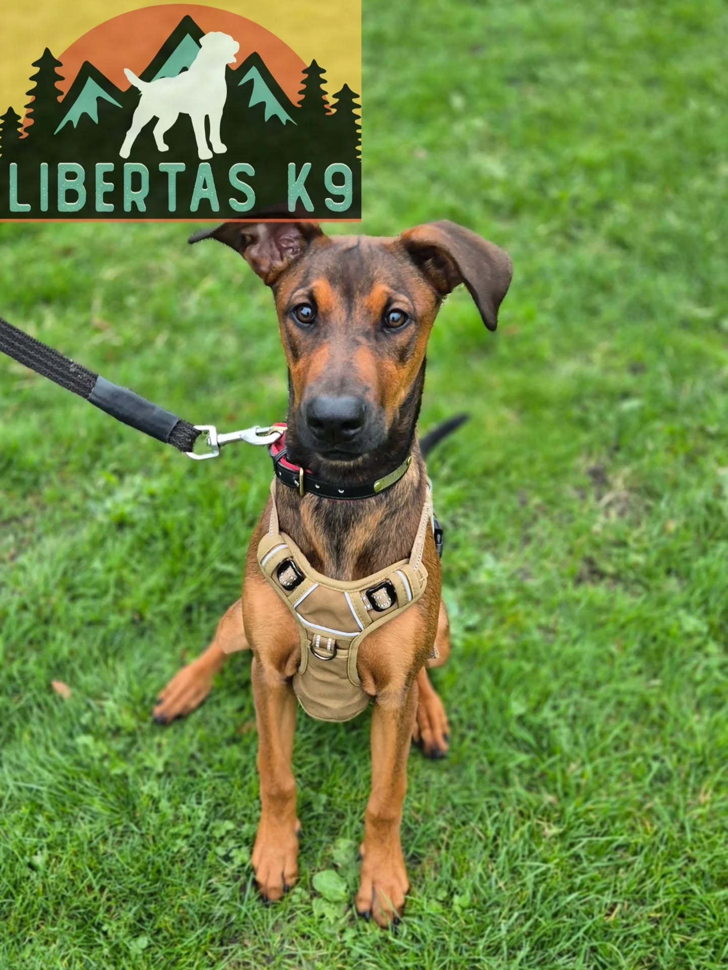 👅🐾MEET CALI🐾👅

We had this gorgeous pup come and see us. Her owners were struggling with loose leash walking, mouthing and general puppy training..

Cali is a Mali x Doberman so has lots of drive and energy. If not channelled in the right way she would be a complete headache. 

During the session we changed up her equipment as she was being walked on a bungee lead and harness. This just allowed her to bounce at the end of the lead and was staying to build frustration towards dogs which would inevitably lead to reactivity. The best option for Cali was a normal lead and flat collar. 

We tapped into her intelligence and drive to work and worked on engagement, focus and leash pressure. 

During the session we covered how to deal with the mouthing and behaviours that weren't wanted and had her walking nicely on a lead.

On the next one we will work further and tap into more breed fulfilment. 

#dogs #dogtraining #northeastdogtraining #looseleashwalking #dogreactivity #dogsofınstagram 
#doglovers 
#libertask9