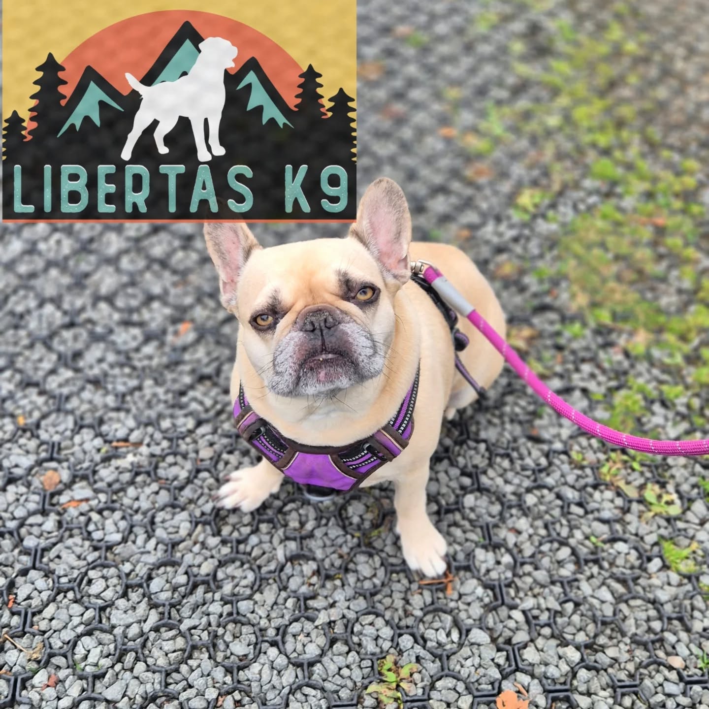 🐶🐕MEET ROSIE🐕🐶

We had Rosie come and see us for help with reactivity. 

She is generally a well behaved girl, walks nicely on a lead. The only thing that needed tweaking was a little more engagement with her owner. 

When Rosie saw a dog she would react as she grew to be nervous of other dogs. Generally if the other dog ignores her she is much better but she struggled if they gave her a little bit more attention. 

By working on more focus with her owner we can then reward her for disengaging with the other dog and not reacting. 

#dogs #dogtraining #northeastdogtraining #frenchbulldogofinstagram #frenchbulldog #looseleashwalking #dogreactivity #dogsofınstagram 
#doglovers 
#libertask9