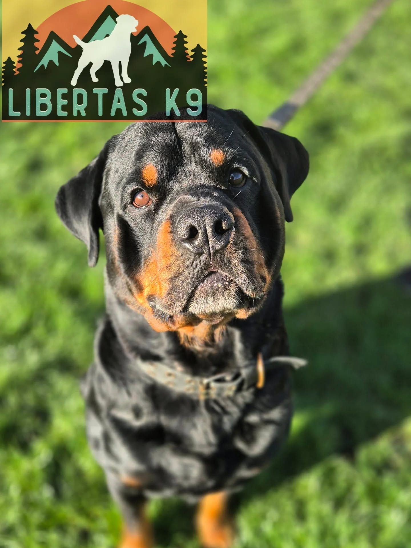 🖤🤎MEET BRUNO🖤🤎

We had this beautiful boy come and see us today. His owner got in touch for help with loose leash walking and dog reactivity. 

Bruno is a complete softy and is still a young male Rottie at just 3. His owner was struggling as he would launch at some dogs and get quite vocal towards others. He has a bit of a mixed bag when it comes to the reactivity as he shows uncertainty when he first sees a dog, once he knows the dog isn't a threat he gets frustrated and if a dog is a bit more driven or full on around him he "tells" them to back off. 

We started off by going through ways to build focus, obedience, reward markers and food drive.

Most working dog breeds like having fun training sessions and its great for giving them the stimulation they need. 

Next we got to work tidying up his loose leash walking, he picked this up pretty quickly. 

We finished off the session by working him around our boy Shadow. By the end of the session he was making good choices, actively disengaging from a dog and engaging with his owner instead. 

Super session with a lovely boy. Looking forward to the next one! 

#dogs #dogtraining #northeastdogtraining #rottweiler #rottweilers_of_instagram #looseleashwalking #dogreactivity #dogsofınstagram 
#doglovers 
#libertask9