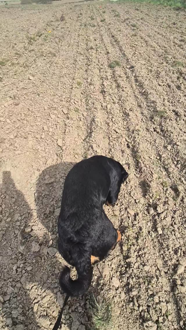 🐾WHAT DO YOU DO FOR BREED FULFILMENT?🐾

There are so many things you can do for breed fulfilment. 

Here is Shadow doing some training in IGP tracking where he has to track footsteps someone has previously walked and when he finds an article he is to lie down to indicate he has found something on the track. 

This is a fantastic way for him to use his nose to track, brain to concentrate and not get distracted or divert onto a different track or follow a scent of an animal. 

I'm not saying everyone need to do this in particular but it is one of many things I do with Shadow to give him true fulfilment. 

Other things can be things such as mantrailing, scent work, dummy retrieves, herding, weight pull. 

Basically anything that can give the dog a way to work on things that are similar to what they were originally bred for. 

Get breed fulfilment and see what a difference it makes to your dog.

#dogs #dogtraining #northeastdogtraining #looseleashwalking #dogreactivity #dogsofınstagram 
#doglovers 
#libertask9