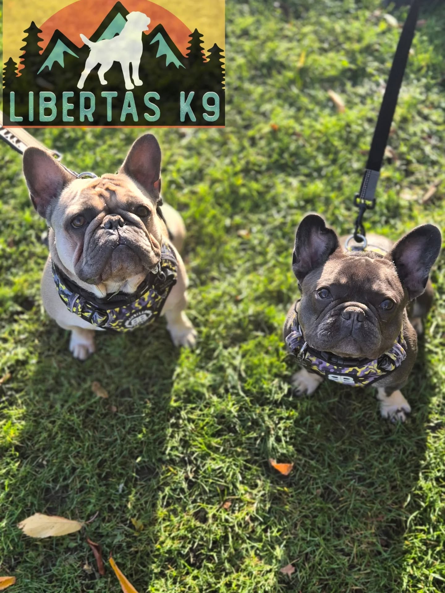 🐕‍🦺🐶MEET BERTIE & BRUNO🐶🐕‍🦺

We had double trouble come and see us today. Their owners got in touch for help with dog reactivity and loose leash walking. 

They're both really sweet dogs but would pull on their leads and when seeing a dog Bruno would go nuts, Bertie would join in and then Bruno would get so frustrated he redirected onto Bertie. 

Due to their breed and some previous health issues we had to change the way we would normally do things. 

Normally any dog on a harness is taken off it as harnesses allow dogs to pull more comfortably, build frustration when being pulled back and dont allow for any control. 

Today we kept these guys on their harness, loaded a clicker and started work on loose leash walking. We utilised movement to get them paying attention, rewarded for the correct position, used leash pressure and release to get them understanding what the end of the lead meant. 

We concentrated more on Bruno today as Bertie isn't really a bother, he just joins in.

In no time at all we had Bruno walking next to his owners, having a great time as we turned it into a bit of a game and used his food drive to aid. 

We finished off by working them around our boy, we used space to allow us to teach them exactly what was expected. Space massively helps in these cases as it stops the dog going over threshold and creates new, better habits. 

We gradually made it a little harder for them and they did fantastically. 

Their owners now have some homework to build on strengthening the foundations so we can push forward at the next one. 

#dogs #dogtraining #northeastdogtraining #frenchbulldogofinstagram #frenchbulldog #looseleashwalking #dogreactivity #dogsofınstagram 
#doglovers 
#libertask9
