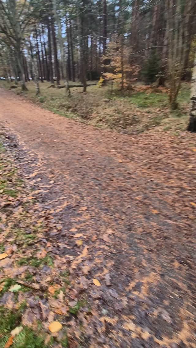 🐾⭐️GREAT GROUP WALK⭐️🐾

Lovely group walk to work on more neutrality around other dogs following on from 1-1 sessions. 

Great work everyone. You are smashing it 🙌 

#northeastdogtraining #dogreactivity 
#libertask9