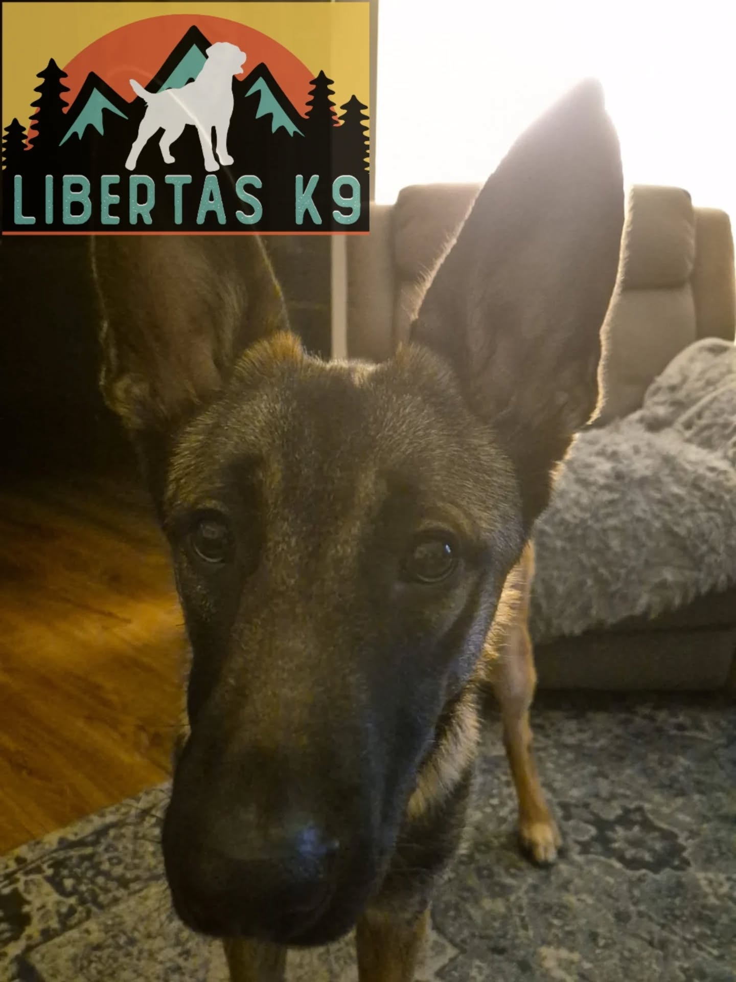 👅🐾MEET BODHI🐾👅

We had this gorgeous boy come and see us. His ownes got in touch with us for help with recall. 

Bodhi is a young male Malinois and is so much fun. When his owners got him out he was very excitable around new people and would lunge towards dogs out of excitement. 

For us to achieve recall we first need to work on lead manners and neutrality around people and dogs. He is a super friendly boy but is too much. 

We got to work teaching him to walk to heel and focus more on his owner. He picked this up in no time at all. 

Next we got our boy out for him to work around and again he picked this up really quickly. As our boy didn't pay him any attention he was able to focus more and understand what was required from him. 

We then got him walking around dogs that he will likely come across when out and he did brilliantly. 

All of this will need plenty of reps so he really gets what is required and it becomes a normal response. 

We finished the session off by working on some foundations for recall so his owners can do this in low distracting areas and then build. 

Bodhi, like most Malinois has a fantastic ball drive so we utilised this and got him playing, understanding the game and then used it as a reward for coming back when called. 

Whilst working on play and recall we also worked out teaching him to drop the toy when asked. 

Super fun session with a really lovely boy. 

#belgianmalinois dogs #dogtraining northeastdogtraining looseleashwalking dogreactivity dogsofınstagram 
doglovers 
#libertask9