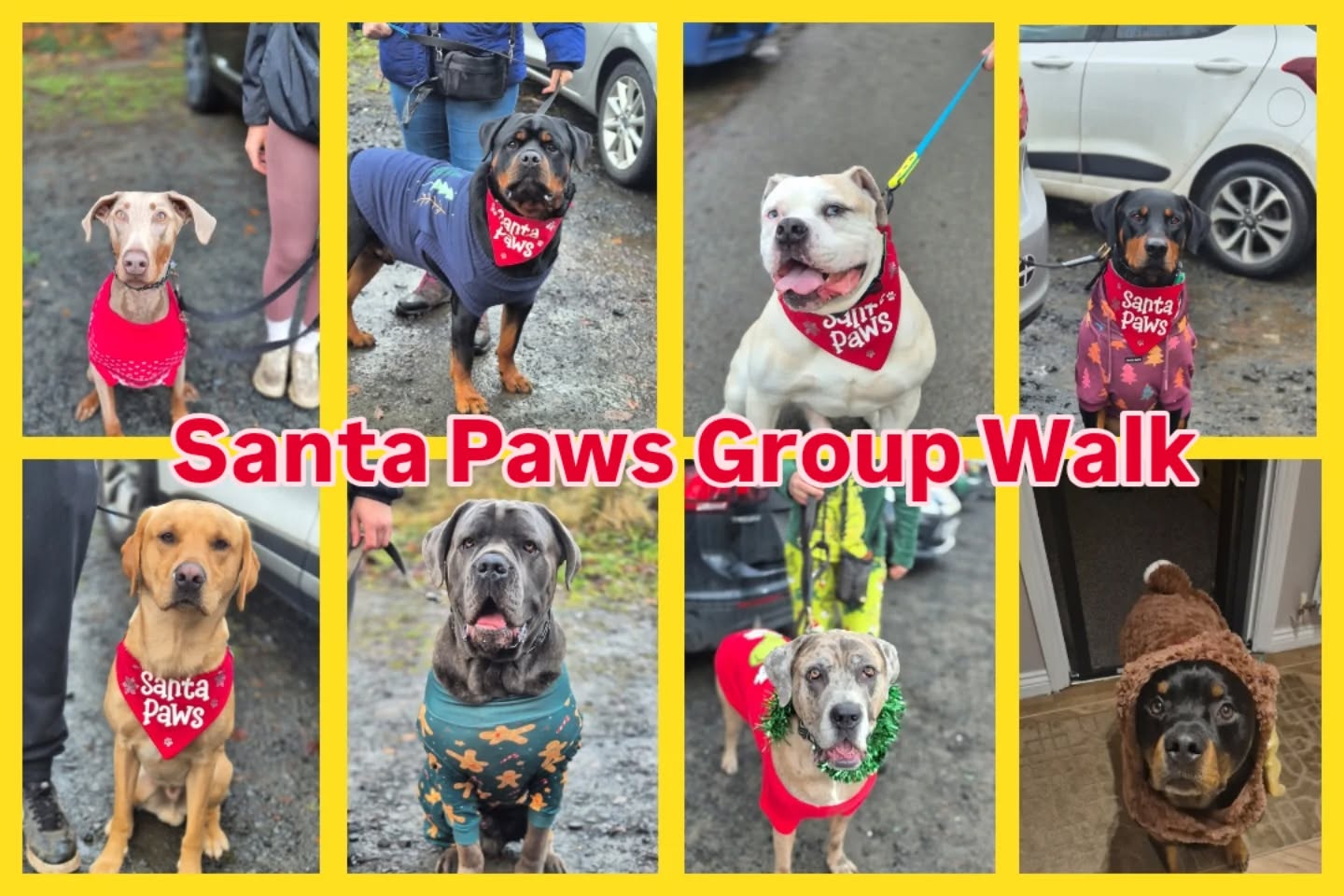 🎅🐾SANTA PAWS GROUP WALK🐾🎅

Some great photos from yesterday Santa Paws Group Walk to raise money for the Rottweiler Welfare Association. 

So far we have managed to raise £150 with a couple of additional payments pending. Total amount and videos will be posted tomorrow. 

Thank you to everyone for their generosity as I know it's tight at this time of year. 

#dogs #dogtraining #northeastdogtraining looseleashwalking dogreactivity dogsofınstagram 
doglovers 
libertask9