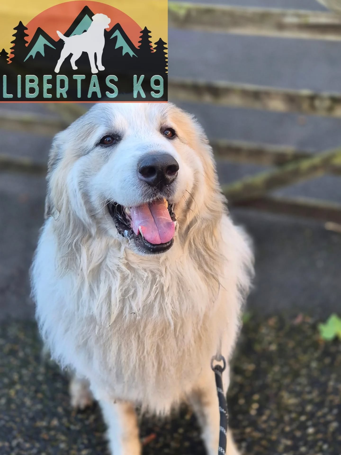 🐶🐾MEET YUKI🐾🐶

We had this handsome boy come and see us. His owner got in touch for help with dog reactivity. 

Yuki is a Great Pyrenees and is a strong boy so when he kicked off at dogs it was hard for his owner to keep control. 

We had a look at the reactivity and got out Shads to see where it was coming from. He wasn't really bothered by him which isn't uncommon when you have a dog out that will ignore another dog and have good social skills. Yuki only really reacted when another dog fixated on him or postured at him. 

We got to work getting his lead walking tightened up as he wasn't really paying that much attention to his owner and just walked where he wanted to. He did pick this up pretty quickly. 

Because Yuki wasn't then scanning the environment whilst walking he was more relaxed, engaged with his owner and disengaging from dogs it prevented a further reaction. 

This is no where near fixed as we will need to put more work in once the foundations have been worked on and then work on changing his emotional response to a dog that pushes his buttons. 

dogs #dogtraining northeastdogtraining #greatpyranees looseleashwalking dogreactivity dogsofınstagram 
doglovers 
#libertask9