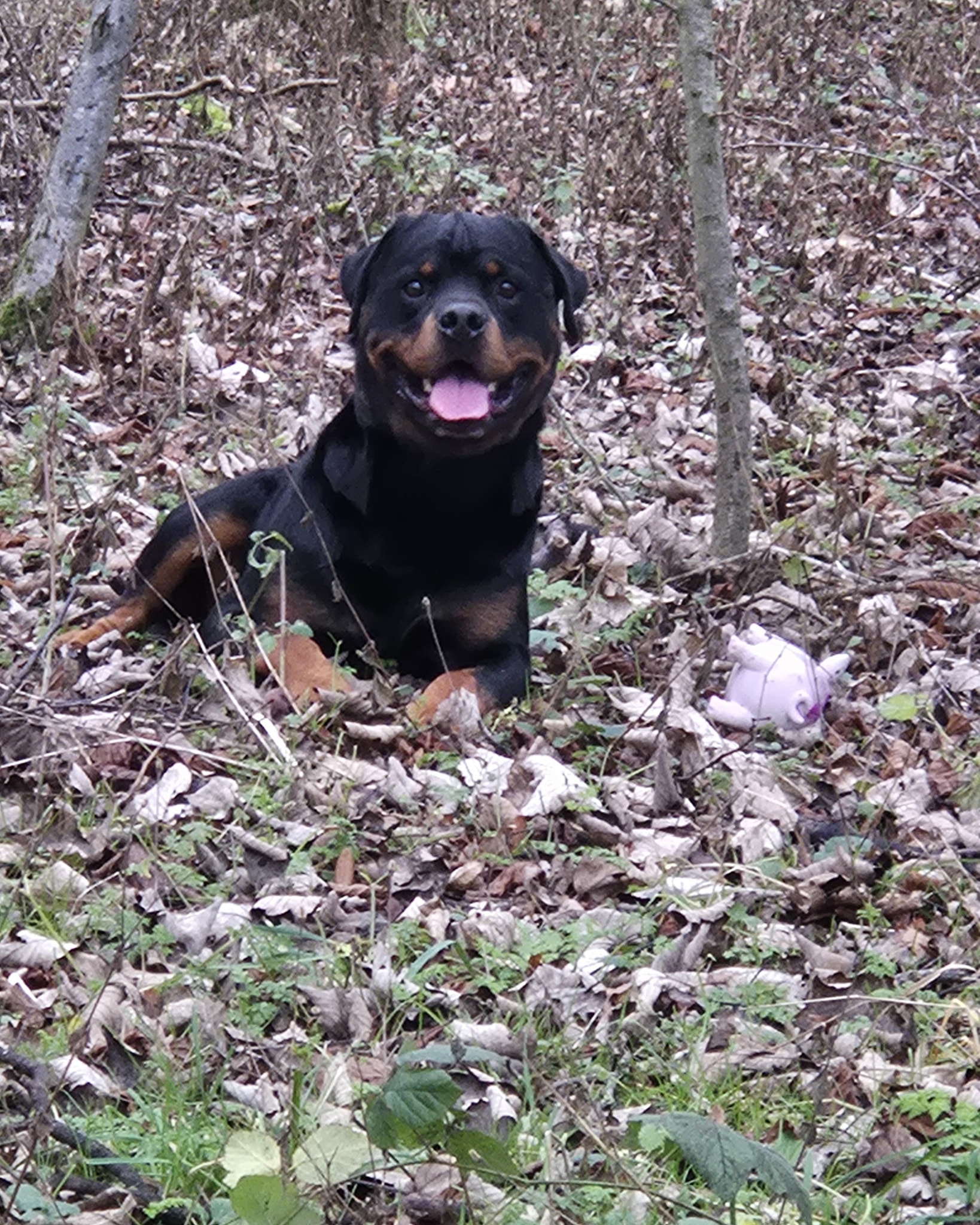 🎆POSITIVE VIBES FOR THE NEW YEAR🎆

After my last post let's get some positivity going for the start of a new year. 

I wish everyone all the best with their dogs in 2026. 

Let's get some fun pics in the comments and put a smile on some faces ☺️ 

Happy New Year! 

#dogs #dogtraining #northeastdogtraining #looseleashwalking #dogreactivity #dogsofınstagram 
#doglovers 
#libertask9