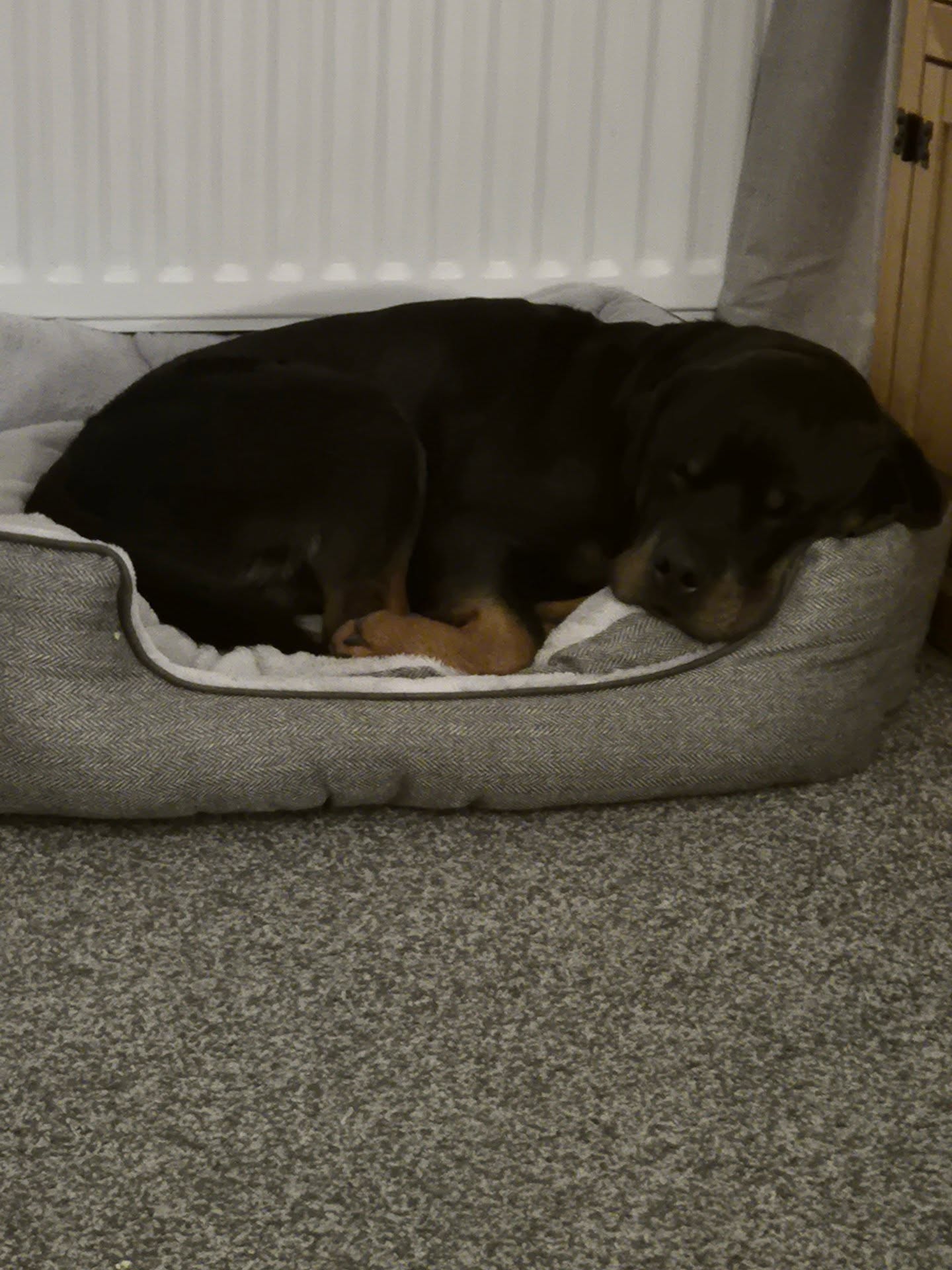 🐾💤OFF SWITCH💤🐾

Does your dog bounce around the house the minute you decide to sit down?

Most breeds are unlikely to just lie down and go to sleep unless you have helped teach them an off switch. 

Shads at home has free run of the house because he has earned the privilege. He has 3 places he generally settles, in an open crate, in his bed in the living room or on the sofa next to me. He isn't under any command, he just knows this is what he does and he can settle where ever he chooses. 

To achieve this he was taught when we get home he chills. This was first done when he was younger by using a crate after he'd had exercise and training. Over time he got more freedom, little bit by little bit. This can be done at any age. 

He doesn't have free access to 100s of toys. We use them in training or he can have a play when he's given access. 

Dogs that have constant access either bounce around constantly wanting to play or they lose their drive for them. 

By doing all of this he gets the rest he needs both physically and mentally. This results in him not getting over stimulated, reactive or being a complete pain. 

Ensuring your dogs physical and mental needs are met set them up for success in the house. 

Of course every household needs different set ups, especially if there are multiple dogs, children or its a busier house. 

dogs #dogtraining #northeastdogtraining looseleashwalking #dogreactivity dogsofınstagram 
doglovers 
#libertask9 #rottweilers_of_instagram