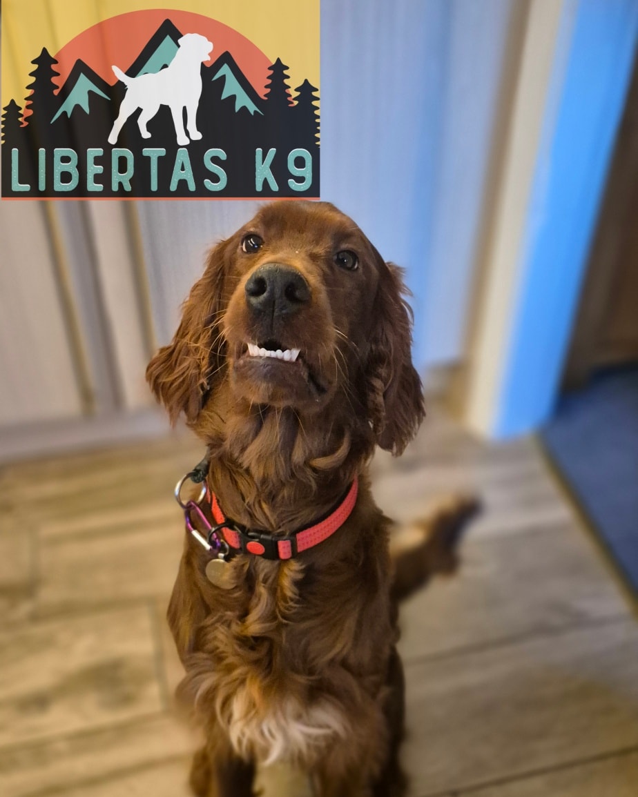 👅🐶MEET MURPHY🐶👅

We made a home visit to see this handsome boy. 

His owners got in touch for help as he would regularly jump up, he mouthed excessively, nibbled at feet or was just a bit of nuisance when he wasn't getting any attention whilst in the house. 

Outside the house he pulled on the lead and would dart towards other dogs and made walks impossible for his owners. 

We started the session off by getting some foundations in place, using some basic obedience, reward markers and teaching him no means no. 

Murphy really struggled to settle in the house and just didn’t have an off switch so we started teaching him a place command to help him understand. This can then be used once he has had his training, food and walks so it becomes a habit to settle once its time to chill out. 

Next we got him him out and worked on his lead walking, teaching him to maintain the heel position, pay attention to his owner and keep a nice loose lead. Once this is nailed we will do work around dogs. 

During the session we also discussed things that could be done for breed fulfilment to help burn off some of his excess energy which we will do more of as we progress. 

#dogs #dogtraining #irishsetter #irishsettersofinstagram  #northeastdogtraining #looseleashwalking #dogreactivity #dogsofınstagram 
#doglovers 
#libertask9