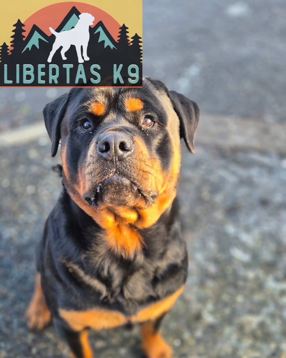 🖤🤎MEET DENZEL🖤🤎

We had this beautiful boy come and see us for help with dog reactivity.

Denzel is a really soft lad but when he saw a dog he would start fixating and then launch towards them. 

His owner has been to trainers before but not managed to stop the reactivity with him. He's got some nice foundations in with him but couldn't get over this hurdle. 

We started off the session by introducing rewards, markers and making a couple of tweaks with his lead walking. Generally is walking was pretty good, just needed tightening a little. 

We then got Shads out to have a look at the reactivity and you could see straight away that Denzel was uncertain and just didn't know what to do with himself. 

We worked on some drills without there being a dog around so that when there is a dog it is becomes normal and fluid. 

Denzel lacks a little confidence outside so we worked on play to help build his confidence in his environment and so we can utilise this further down the line in his training. 

We finished off by getting Shads back out and doing the drills we had not long practiced and he did fantastically. He was happy to break his fixation, responded well to his owner and looked a lot more relaxed. 

Great session with a lovely boy. We will work further around other dogs as we progress through the package. 

#dogs #dogtraining #rottweiler #rottweilers_of_instagram  #northeastdogtraining #looseleashwalking #dogreactivity #dogsofınstagram 
#doglovers 
#libertask9