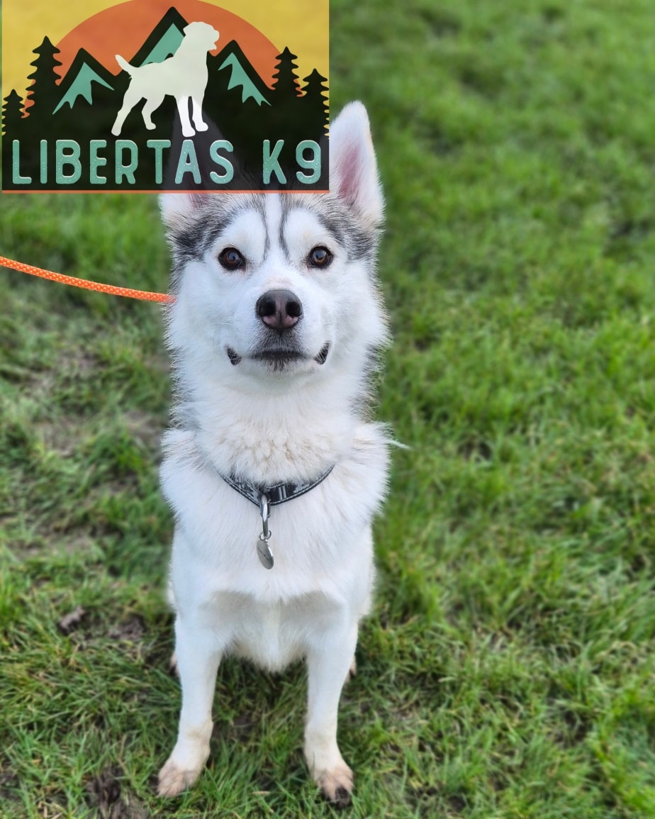 🐶🐺MEET ZEUS🐺🐶

We had this handsome lad come and see us for help with loose leash walking and dog reactivity. 

When Zeus first came out the car he was pulling like crazy, paying no attention to his owners and just darting here there any everywhere. When he saw a dog he started lunging and being very vocal. 

We started the session off by getting the foundations in for markers and obedience. 

Next we slowed Zeus down by using leash pressure, movement and rewarding when he engaged. He picked this up really quickly so we then started teaching him the heel position and getting him to walk at his owners pace. 

We finished off by working him around Shads and he did fantastically. The reactivity predominantly came out of frustration so by breaking his fixation, helping him disengage he was alot calmer and able to walk past without being silly. 

We need to work further on this to get it really ingrained but after just 1 session he has made fantastic progress. 

#dogs #dogtraining #northeastdogtraining #husky #huskysofinstagram  #looseleashwalking #dogreactivity #dogsofınstagram 
#doglovers 
#libertask9
