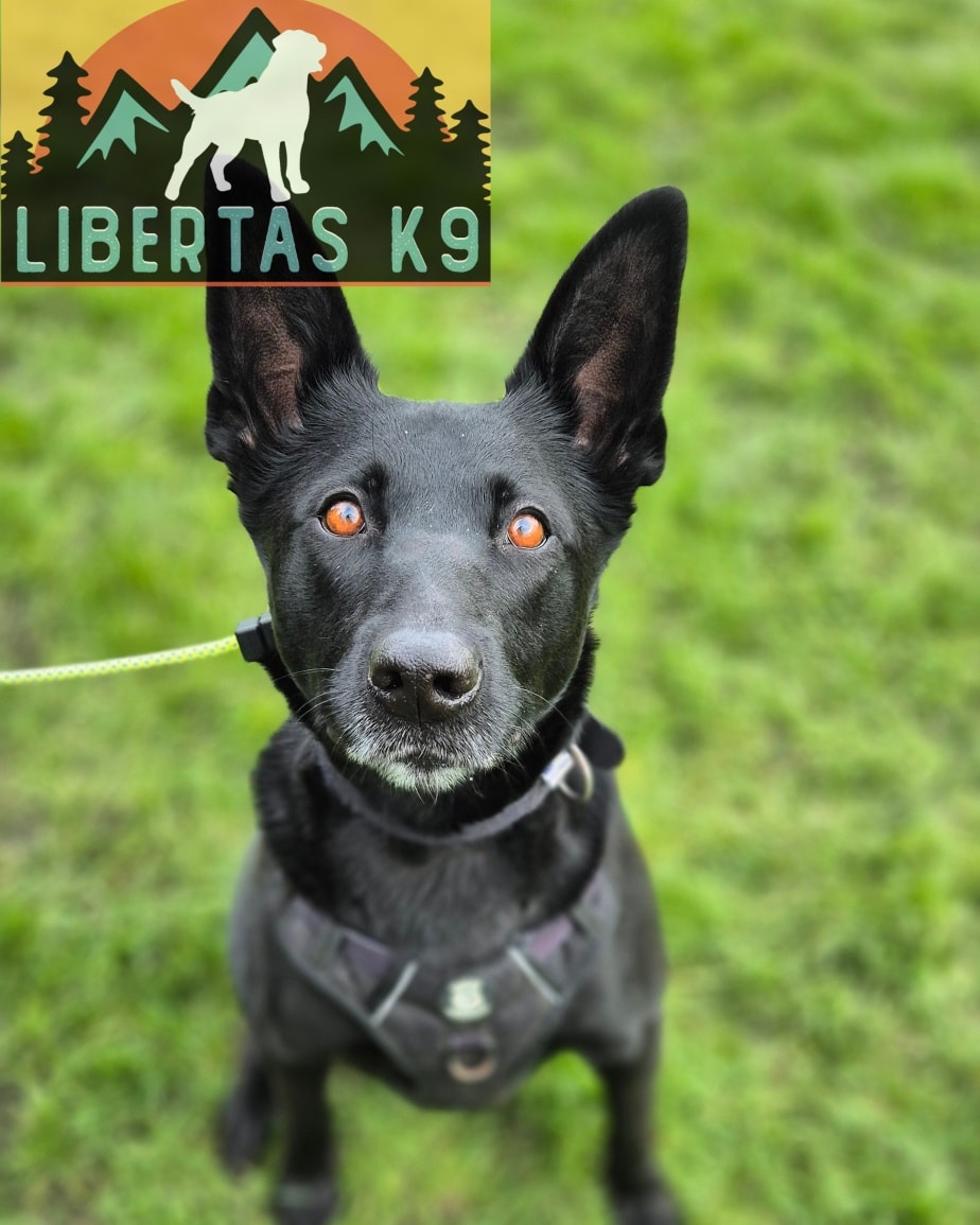 👅🐶MEET NAHLA🐶👅

We had this lovely girl come and see us for help with loose leash walking and dog reactivity. 

Nahla's current owners weren't her first and after taking her from a rescue centre they started struggling with her on walks. She would be pulling constantly and would react to some dogs. 

The pulling on the lead is just due to her not having a good understanding of where she should walk and just pulling through and pressure on the lead. 

The dog reactivity is due to her being unsure of other dogs and being nervous when they approach head on. She doesn't react to every dog and this is purely down to what the other dog does. If they dont give her eye contact or pay her much attention she does t react but any attention from them and she can't deal with it. 

We started out working on some basic obedience drills, incorporating a reward marker and rewards. With this we also started teaching her the heel position. 

Next we taught her what was expected when she felt any pressure on the lead and in no time she was walking lovely by her owners. 

We then got Shads out and worked on teaching her how disengage when another dog was near and worked on building trust in her owners that they would direct her. 

We finished off by working on some play foundations. With a dog like Nahla, and all dogs to be fair, it is so important that they have an outlet. We went through how to use play to build confidence. She thoroughly enjoyed this and was visibly more relaxed after she got rid of some built up frustration. 

These guys are on our Liberty Package so we can continue the work and really build on her confidence. 

#dogs #dogtraining #northeastdogtraining #looseleashwalking #dogreactivity #dogsofınstagram 
#doglovers 
#libertask9