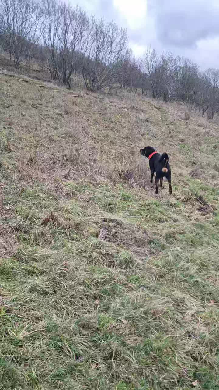 💫REPETITION CREATES RELIABILITY💫

It's pretty hard to see but there are 3 Deer in the bushes. I wouldn't have seen then but noticed Shads' body language change so looked to see what he was looking at. 

Shads knew they were there before he even saw them as he would have smelt and heard them. 

Historically I have worked on impulse control and when spotting wildlife I would recall him to me. 

On this occasion I didn't and because he has had so much repetition of being called back he does it without even being asked. 

Then in typical Shads fashion he goes to find his stick that he dropped. 

The more reps we do the more it becomes like muscle memory for the dog. 

#dogs #dogtraining #northeastdogtraining  #dogsofınstagram 
#doglovers #rottweiler
#libertask9