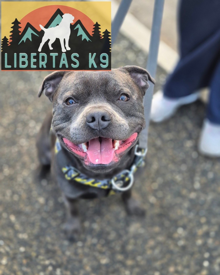 👅🐶MEET FRANK🐶👅

We had this beautiful boy come and see us. His owners booked him in for help with loose leash walking and over excitement around people and dogs.

Frank is a very typical Staffie and has the sweetest nature. Lots of fun and full of muscle. 

We started off getting some foundations in place to get him tuned in and taught him where we wanted him to walk. 

Next we covered leash pressure so he didn't pull through the lead. He is a very strong boy and was making it almost impossible for his owners to walk him. 

He picked this up nicely so we moved on to working around our boy Shads. Frank just wanted to say hello but when he is bouncing at the end of the lead it doesnt look or feel great. We were able to go through some drills to get him to disengage from Shads and pay attention to his owners instead. 

During the session we naturally covered ways to get him to remain calm as someone approached as he would just think they were coming give him some fuss and bounce around. 

Great session with a really fun dog. Looking forward to the next! 

#dogs #dogtraining #northeastdogtraining #staffordshirebullterrier  #looseleashwalking #dogreactivity #dogsofınstagram 
#doglovers 
#libertask9