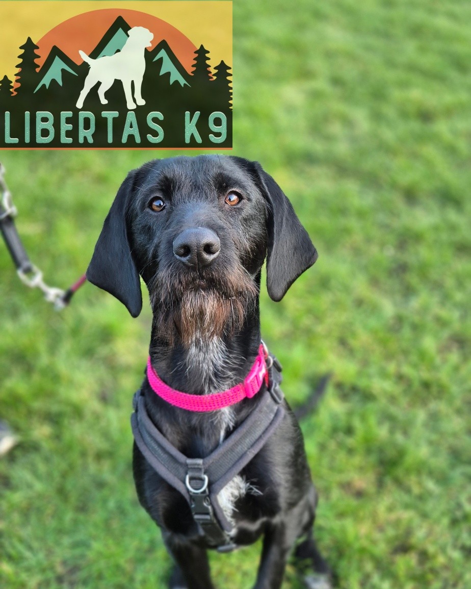 🐾🐕MEET NESSIE🐕🐾

We had this beautiful girl come and see us. Her owners got her booked in for help with loose leash walking, over excitement around people and dogs, recall and cafe training. 

Nessie's owners want to be able to take her anywhere and her be a well rounded  well behaved dog. 

We started off the session by getting some nice foundations in, teaching her reward and markers, working on building engagement and where we wanted her to walk. 

Next we taught her leash pressure so she didn't continue to pull through. She picked this up nicely but will of course need consistency to fully proof it. 

We finished off by teaching her how to remain calm around our boy Shads and how to disengage from him. 

She did great for her first session. Her owner will need to practice everything taught and then we can continue the work and work towards those end goals. 

#dogs #dogtraining #northeastdogtraining #looseleashwalking #dogreactivity #dogsofınstagram 
#doglovers 
#libertask9