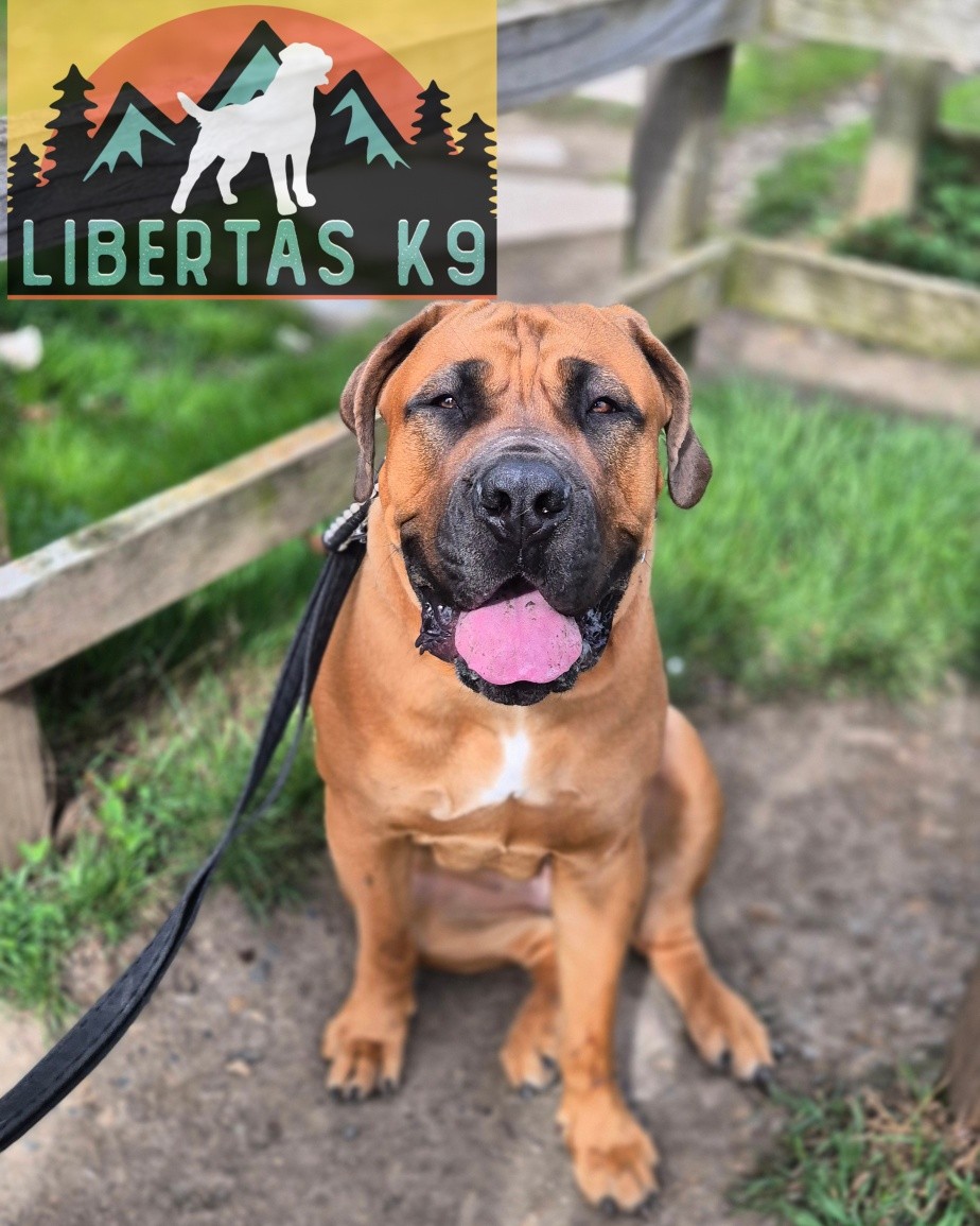 👅🐕MEET SALSA🐕👅

We had this lovely girl come and see us for help with loose leash walking and reactivity towards people and dogs. 

Salsa had a bit of a rough time early on in life due to health so missed out on crucial training opportunities which led her to become nervous socially. 

If you understand dogs and listen to her body language she doesn't have a problem at all but in day to day life when someone looks like they may approach her she reacts. 

If a dog ignores her she is absolutely fine but doesn't like it if a dog gives her too much attention, such as looking at het for too long. 

All of her issues come from a place of uncertainty and her being nervous. 

We started off by getting her walking nicely on her lead and showing her owner how to handle her so Salsa understood exactly what was expected. 

We then got her out around people  keeping a safe distance and taught her how to disengage and follow her owners lead. 

Whilst doing this we were also able to go through how to get her ignoring dogs and she did really well. 

In just one session Salsa looked a lot more relaxed but this of course will need to be repeated numerous times. These guys are signed up to our Liberty Package so we can continue working on building her confidence. 

#dogs #dogtraining #boerboel  #northeastdogtraining #looseleashwalking #dogreactivity #dogsofınstagram 
#doglovers 
#libertask9