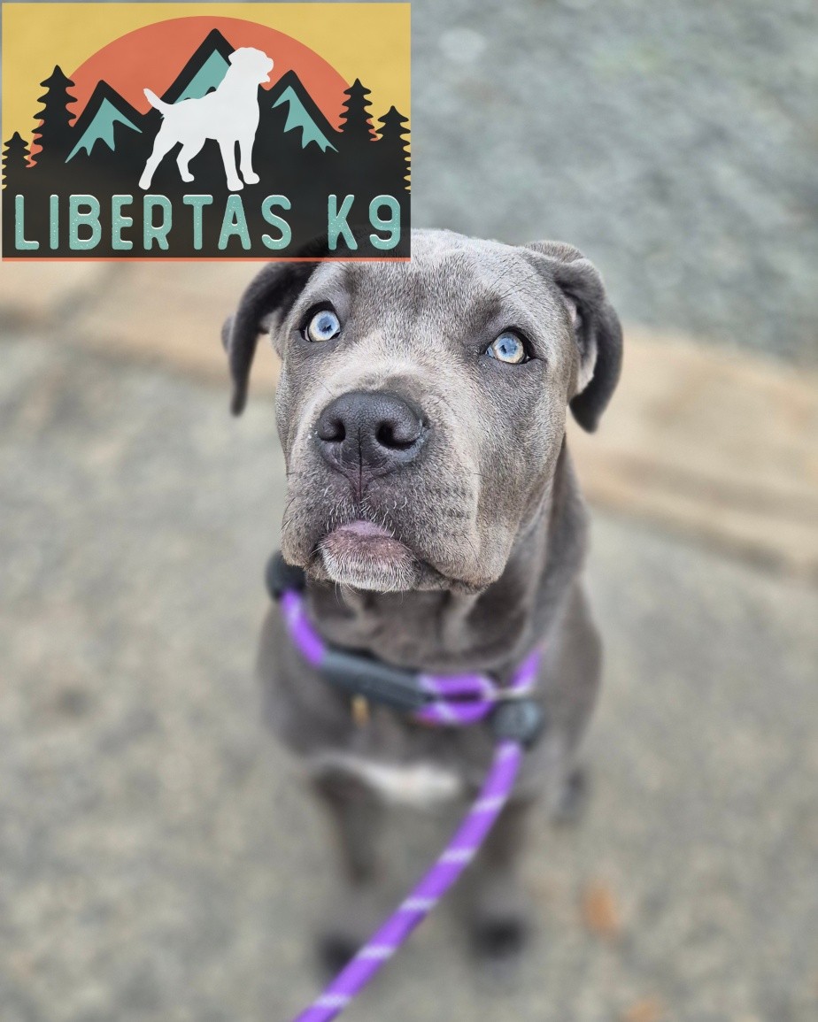 🐕🐶MEET KALI🐶🐕

We had this lovely girl come and see us for some puppy training. Her owner isn't having any major issues but just wanted to get her started the right way.

We started off by getting some foundations in place, we worked on leash pressure, reward markers and how to build better engagement. 

Kali is really switched on and picked this up pretty quickly so we also covered how to teach leave and drop. 

These guys are signed up to the puppy package so we can continue the good work. 

#dogs #dogtraining #northeastdogtraining #looseleashwalking #puppytraining #canecorso  #canecorsopuppy  #dogsofınstagram 
#doglovers 
#libertask9