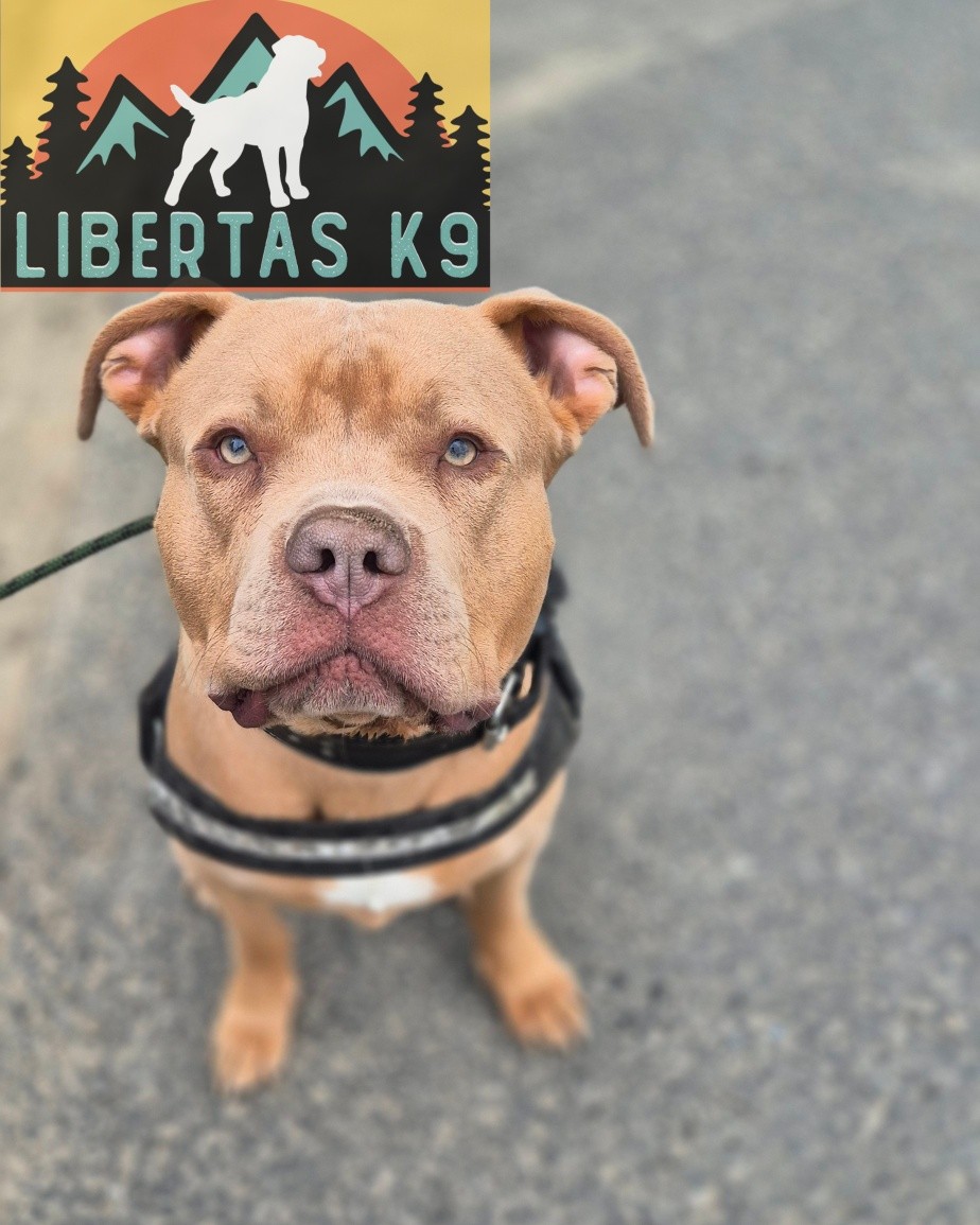 🐾👅MEET CAIN👅🐾

We had this handsome lad come and see us for help with loose leash walking and over excitement, which lead to jumping, at most things that move. 

We started off getting him engaged, understanding a reward marker and leash pressure. 

Next we introduced the heel position and he picked this up super quickly. 

We then got a tug out and showed his owners how to use a tug to get some of his energy out and satisfy his natural drive. 

Finally we had him out walking around various distractions and he did brilliantly. 

We will need to proof all of this further but a great first session. 

#dogs #dogtraining #northeastdogtraining #looseleashwalking #dogreactivity #dogsofınstagram 
#doglovers 
#libertask9