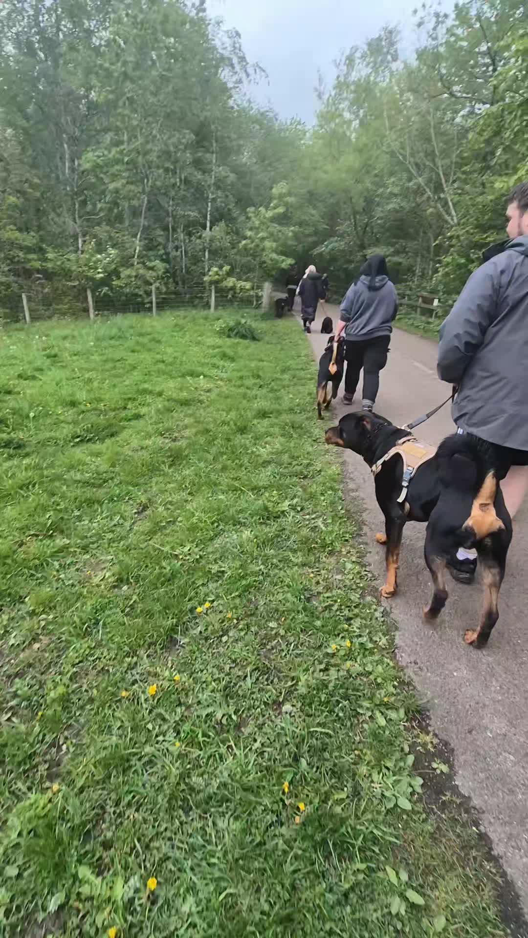 🌟🐾GROUP WALK🐾🌟

Another successful group walk. Great work everyone. Alot of hard work has gone into each dog as they were all at one point reactive. 

Working with each dog individually first to teach the dog what is expected and then bringing them together is a great way to create the right picture for the dogs. 

#dogs #dogtraining #northeastdogtraining #looseleashwalking #dogreactivity #dogsofınstagram 
#doglovers 
#libertask9