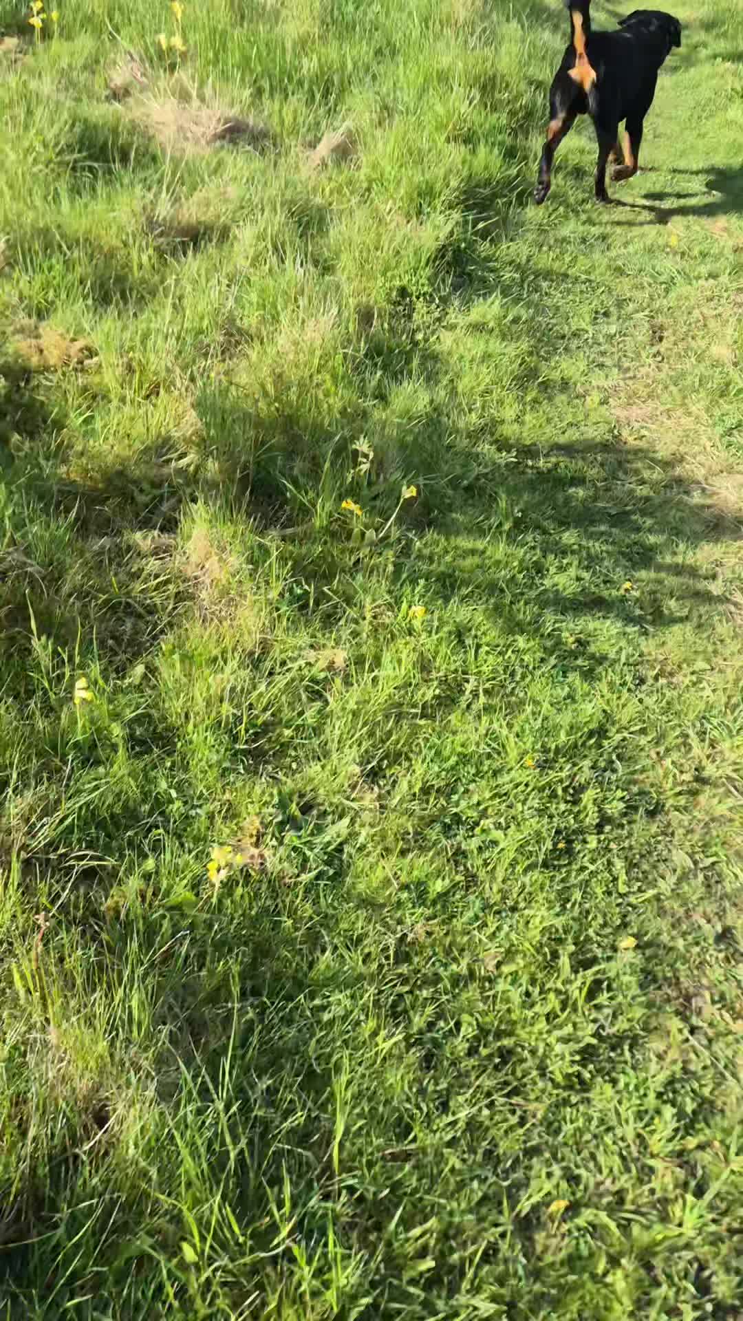 🐾🖤THE MOST IMPORTANT THING TO TEACH YOUR PUPPY/ DOG🤎🐾

Recall is, in my opinion, one of the most important things to teach a dog. 

Not only is it so much more fun for the dog as they can run, play and get excess energy out it could also save their life. 

Dash is 20 weeks old and I have had him 3 weeks. I will continue to work on his recall around various distractions and also through adolescence. 

Whilst doing this he will remain on a longline so he doesn't get the option to ignore me.

#dogs #dogtraining #northeastdogtraining #looseleashwalking #Rottweiler#puppytraining #dogsofınstagram 
#doglovers 
#libertask9