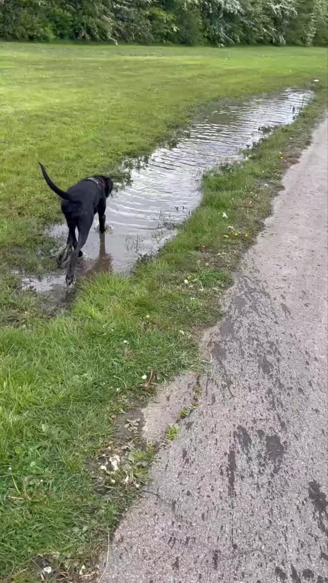 🐾🌟NESSIE'S PROGRESS🌟🐾

We absolutely love seeing these videos taken from happy owners. 

Nessie first came to us for loose leash walking, over excitement around dogs and recall. 

We saw these videos today of her loving life and enjoying off lead freedom. 

These guys signed up to the Liberty Package and had their last session today but have booked a follow up package to continue working on getting her to be the best possible dog. 

Awesome work guys! 

#dogs #dogtraining #northeastdogtraining #looseleashwalking #dogreactivity #dogsofınstagram 
#doglovers 
#libertask9