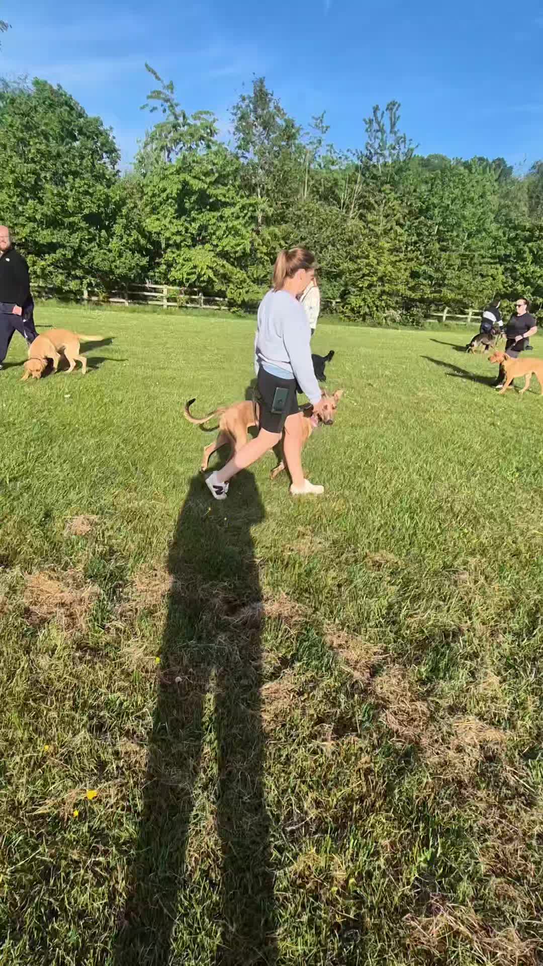🌟🐾GROUP OBEDIENCE CLASS🐾🌟

Awesome work at last night's group obedience class. 

Working on obedience under distraction and further work on neutrality around dogs as most dogs here have been reactive. 

Awesome work guys 💪

#dogs #dogtraining #northeastdogtraining #looseleashwalking #dogreactivity #dogsofınstagram 
#doglovers 
#libertask9