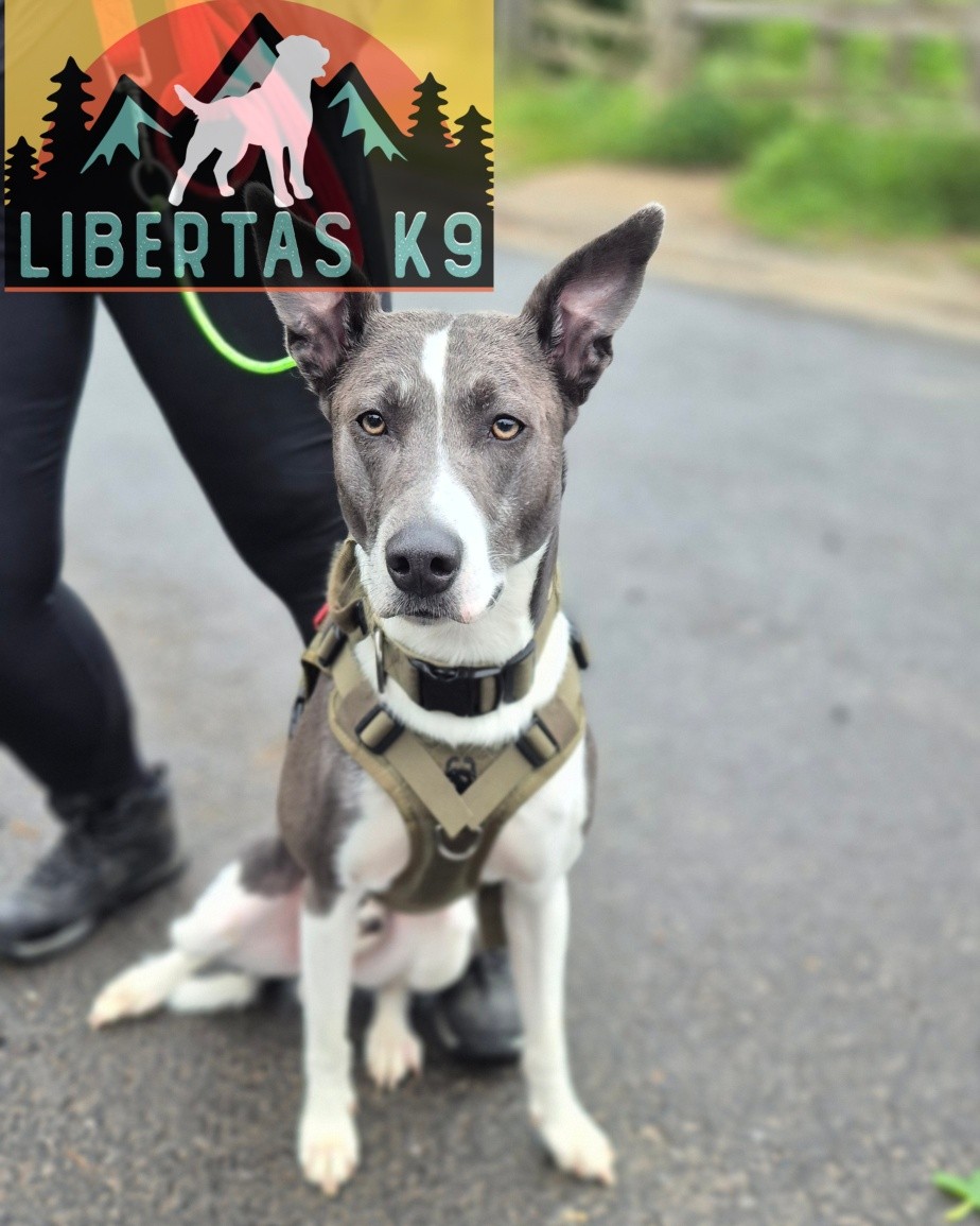 🐶👅MEET BLUE👅🐶

We had this gorgeous boy come and see us for help with loose leash walking and dog reactivity. 

When walking he was always at the and of the lead and when he saw a dog he would lunge. This was purely down to uncertainty and frustration. 

His owners want to be able to take him everywhere but due to his behaviour it makes it very challenging. 

We started off by going through ways to increase his food drive as he wont take rewards outside which means training will be more difficult.

Next we looked at his walking and worked on leash pressure and praise as a reward until his food drive has increased. 

We then worked him around our boy Shads and taught him what we expected and to disengage from a dog rather than fixate. 

Once the foundations are in place we can push forwards and get him to where his owners want him. 

#dogs #dogtraining #northeastdogtraining #looseleashwalking #dogreactivity #dogsofınstagram 
#doglovers 
#libertask9