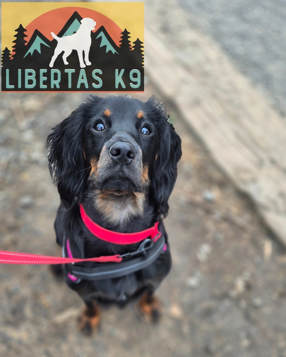 🐕🐾MEET RAVEN🐾🐕

We had this sweet girl come and see us for puppy training. 

During the session we covered rewards, markers, leash pressure and socialisation. 

Raven was a bit of a puller so we've gone through ways to make it rewarding to stay closer to her owner and not pull through the pressure. 

Her owner also mentioned she is nervous around dogs so we got our boy Shads out to help build her confidence and show her that a dog will respect her boundaries and not pester her. 

#dogs #dogtraining #northeastdogtraining #looseleashwalking #dogreactivity #dogsofınstagram 
#doglovers 
#libertask9