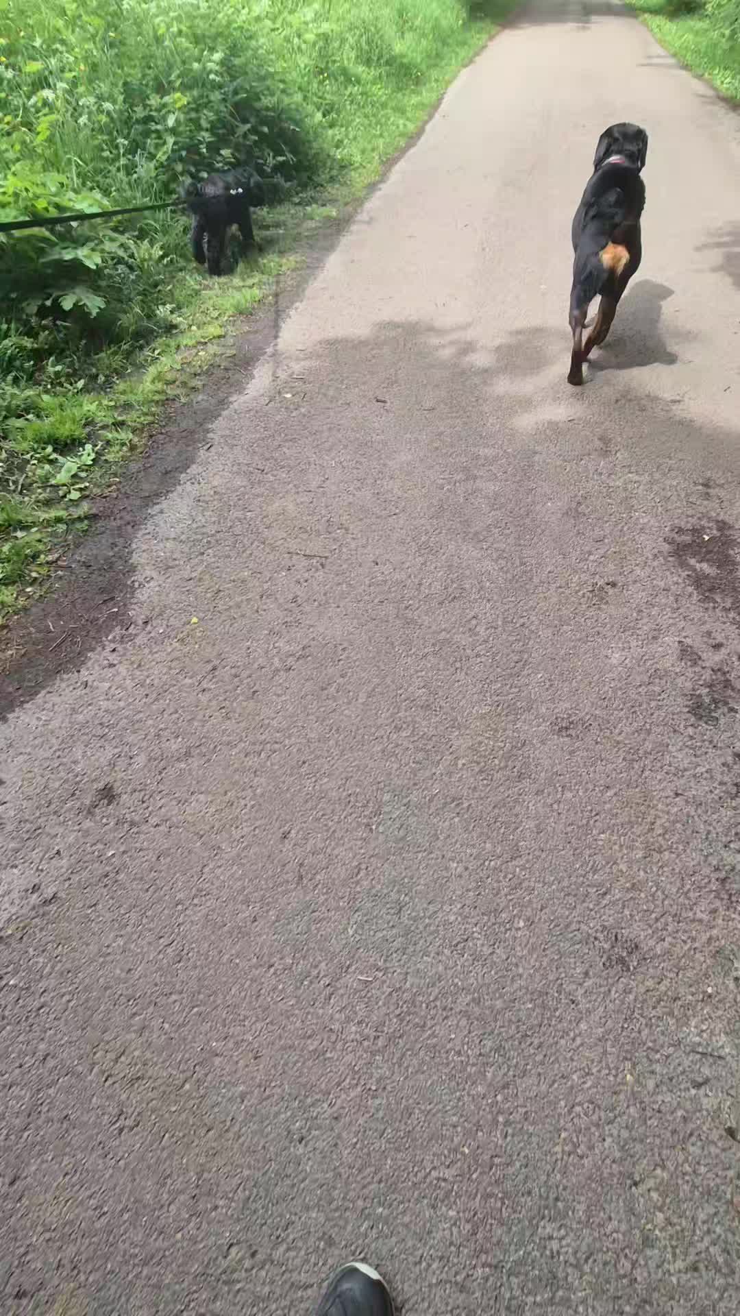 🌟👅CHARLIE'S PROGRESS👅🌟

Today's session with Charlie who originally came to us with dog reactivity and he absolutely smashed it. 

Awesome work guys 👏

#dogs #dogtraining #northeastdogtraining #looseleashwalking #dogreactivity #dogsofınstagram 
#doglovers 
#libertask9
