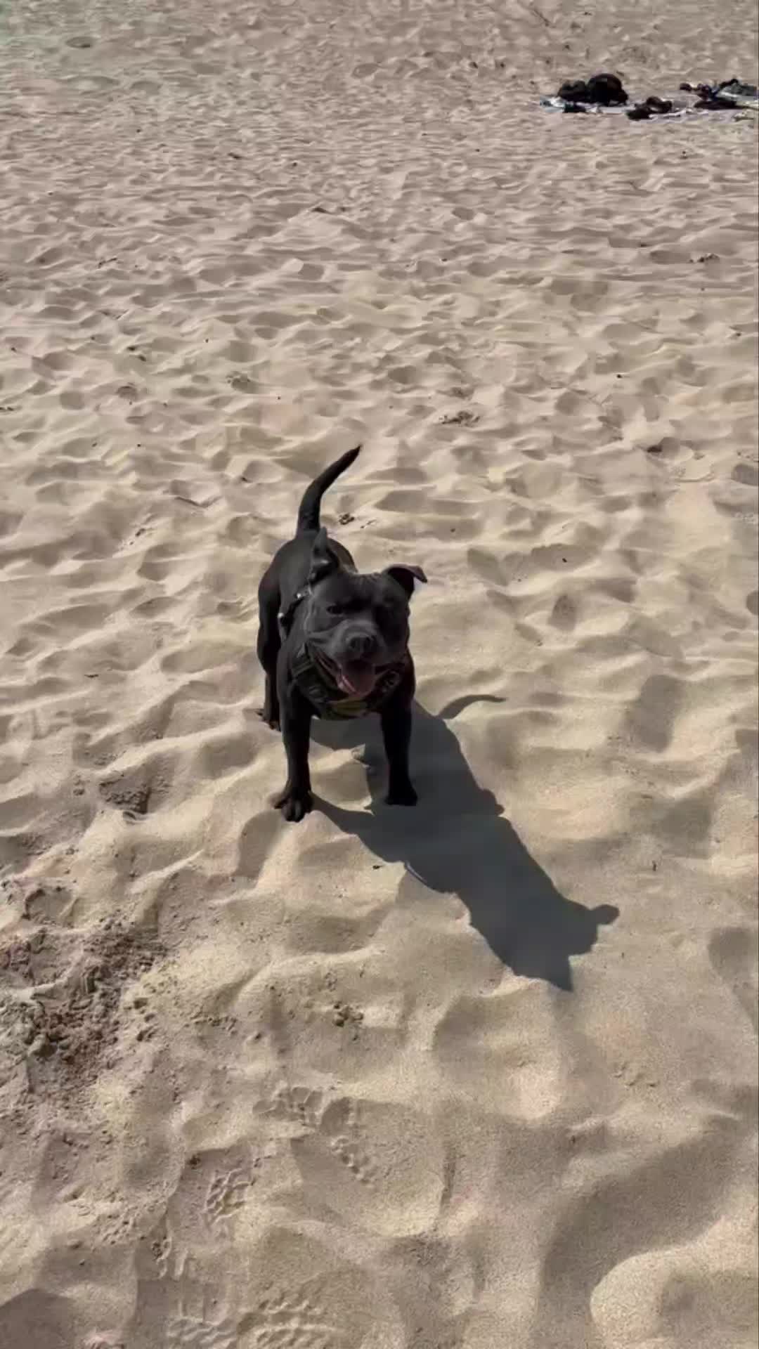 🌟👏PROGRESS VIDS👏🌟

We got sent these lovely videos over the weekend. We always love to see how the dogs are getting on. 

First up we have Blue, when we first met him wouldn't leave the house as he was terrified of the outside world. He is now loving life and enjoying off leash freedom after finishing their training with us. 

Next we have Lara who has recently just finished her puppy package and her owners are keeping up the good work. 

Then we have Frank who came to us for help with loose leash walking and over excitement around dogs. How owners are now able to confidently walk him next to their baby. 

Awesome work guys 👏

#dogs #dogtraining #northeastdogtraining #looseleashwalking #dogreactivity #dogsofınstagram 
#doglovers 
#libertask9