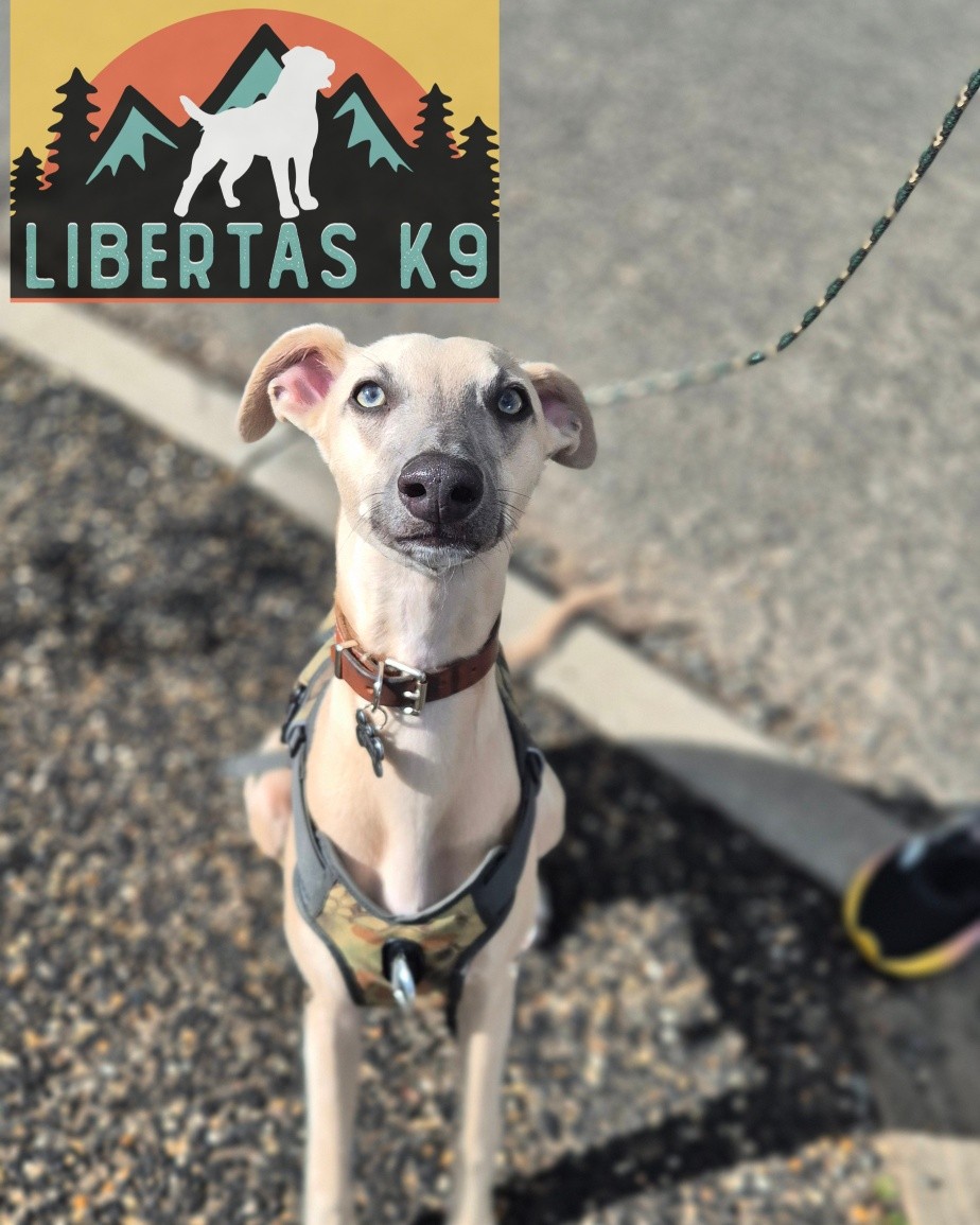 👅🐕MEET SAL🐕👅

We had this adorable boy come and see us. His owners got in touch for help with loose leash walking, over excitement around dogs/people and general obedience. 

Sal is the most adorable lad and he knows it. He is super friends with everything in the world and whilst this is sweet it can also make walks a headache as he would pull to get to anything passing him to say hello. 

His general obedience is nice, but only if he thinks he is getting something put of it. 

We started off the session by teaching him leash pressure and the correct walking position. His owners had already used rewards when out but as soon as he got his reward he would start pulling again so we moved straight into variable rewards to space them out and keep hin working hard for it. 

Next we got our boy Shads out and had him working around him. Sal found this really hard as he was desperate to say hello but once he understood that we wanted him to ignore him he did really well. He needed help to understand how and when to disengage from a dog.

We will work more on his general obedience once his owners have worked on what was covered in the first session. 

#dogs #dogtraining #northeastdogtraining #whippet  #looseleashwalking #dogreactivity #dogsofınstagram 
#doglovers 
#libertask9