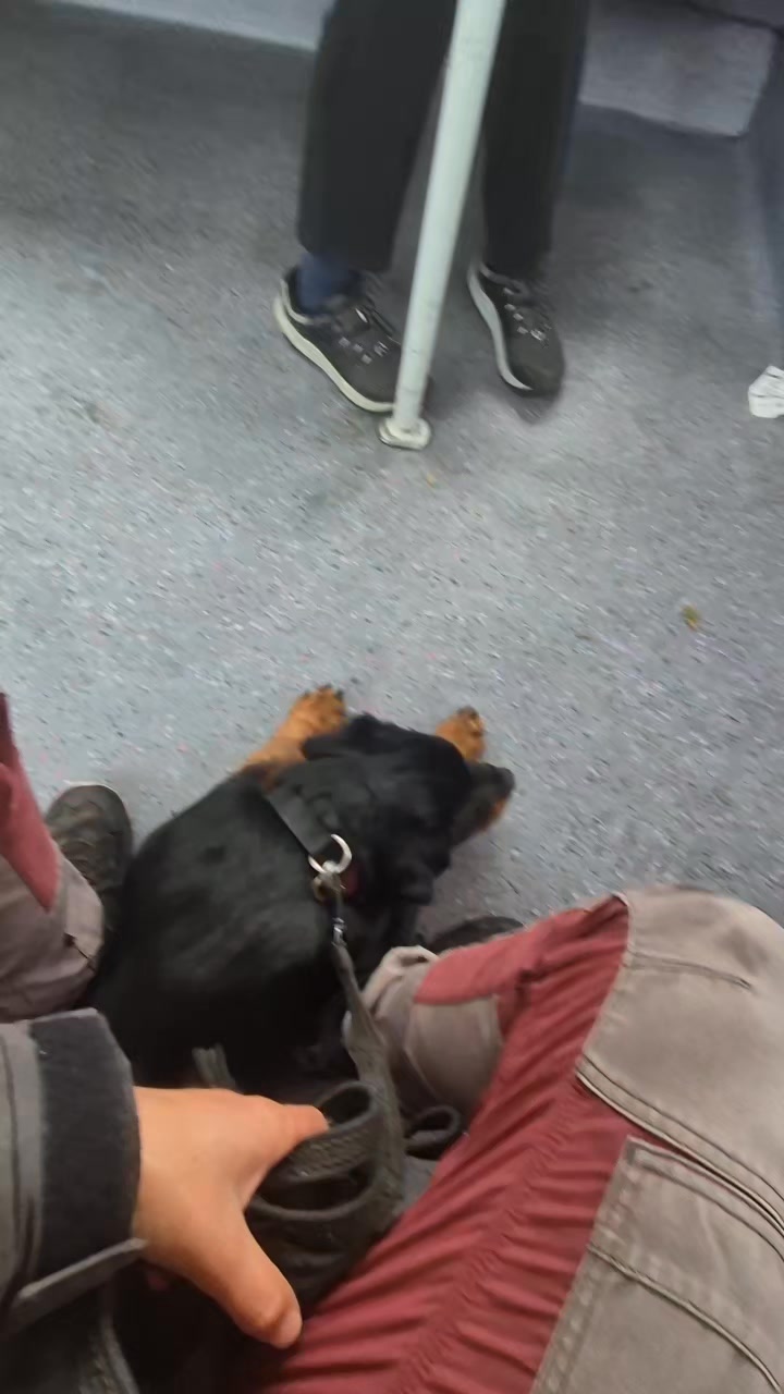 🖤🤎SOCIALISATION🖤🤎

This is what correct socialisation looks like. Not all of it of course as there are so many different areas withing socialisation that needs covered with pups. 

These were all firsts for Dash. First up we took the bus into town, next we walked through busy highstreets (no video on that as I am rubbish at videoing and training a pup at the same time) and then we chilled in the train station so he could get used to all the hussle and bustle. 

Videos sped up to stop boredom but this is exactly the exposure that really helps young dogs. 

Environmental exposures are so important along with neutrality around people and dogs. 

#dogs #dogtraining #northeastdogtraining #looseleashwalking #rottweiler #puppytraining  #dogsofınstagram 
#doglovers 
#libertask9