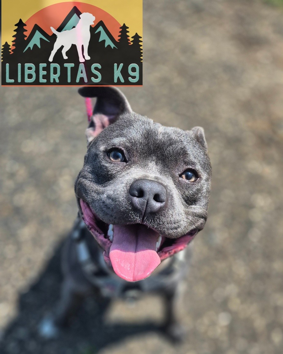 👅🐕MEET REX🐕👅

We had this beautiful boy come and see us for help with general obedience, loose leash walking and pulling towards dogs. 

Rex is a typcial adolescence staffy, such a sweet nature but turned his ears off so his owner was finding it hard to take him out. 

We worked through engagement, reward markers, leash pressure, correct walking position and rewarding when needed. 

He had a mixed bag of emotions when it came to dogs, he would be a little unsure to start with but that then lead to frustration and lunging. We worked him around Shads and he did a great job. 

#dogs #dogtraining #northeastdogtraining #staffordshirebullterrier #staffordshirebullterriersofinstagram  #looseleashwalking #dogreactivity #dogsofınstagram 
#doglovers 
#libertask9