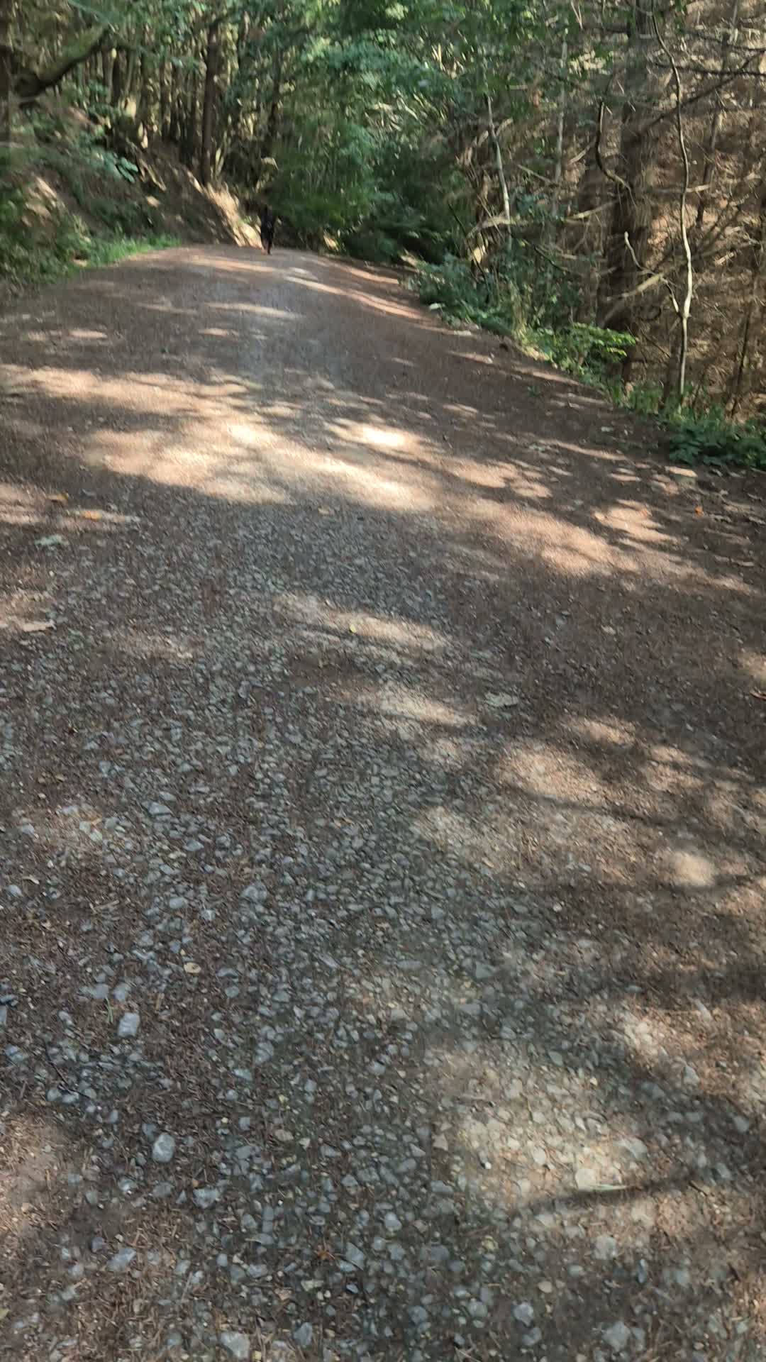 🌡☀️SCHORCHER TODAY!☀️🌡

Temps are crazy high today. What's everyone doing to keep their dogs cool today? 

Shads and Dash will have a home day today and most likely will just sleep. Some gentle training in the house to keep their minds going. 

Reel of Dash enjoying a very early morning walk in the woods.

#dogs #dogtraining #northeastdogtraining #looseleashwalking #dogreactivity #dogsofınstagram 
#doglovers 
#libertask9