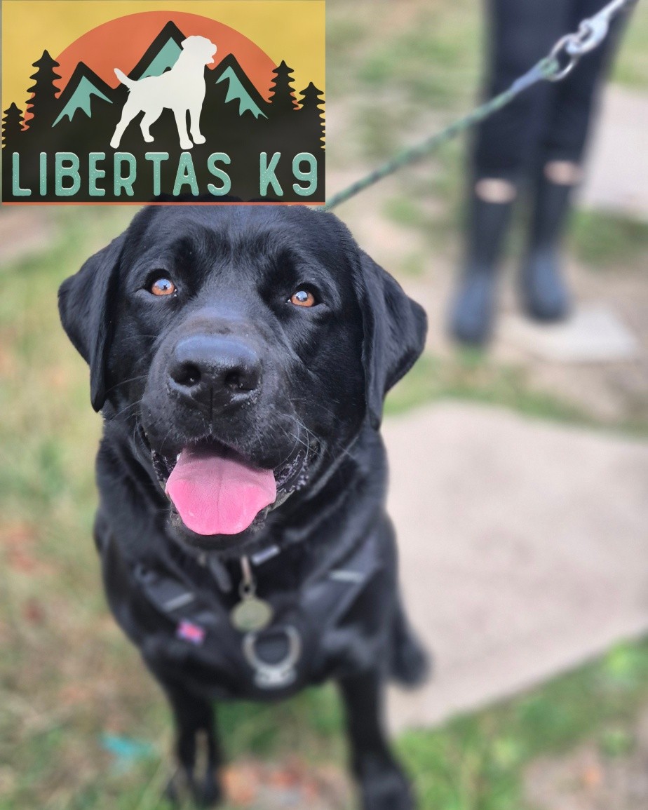 🐾🐶MEET TOBY🐶🐾

We had this lovely boy in for help with loose leash walking, over excitement around dogs, recall and general behaviour. 

Toby is a typcical lab and loves his food but does get very easily distracted by everything else that is going on. He would pull for a scent, bark and lunge out of excitement around dogs and bark for attention. 

His owner has got some great foundations in already and has worked really hard with him but couldn't get over these final hurdles. 

We started off by setting clearer boundaries and lessening the rewards. Usually we use more rewards at the start but Toby would bark when he wanted a treat or didnt get one for doing the simplest of tasks. 

Next we worked on teaching him leash pressure and where we wanted him to walk. 

We finished up by working him around Shads and he picked it all up really nicely. 

Once we've worked on more dog neutrality we can then start on the  recall. 

#dogs #dogtraining #northeastdogtraining #looseleashwalking #dogreactivity #dogsofınstagram #labrador #labradorsofinstagram 
#doglovers 
#libertask9