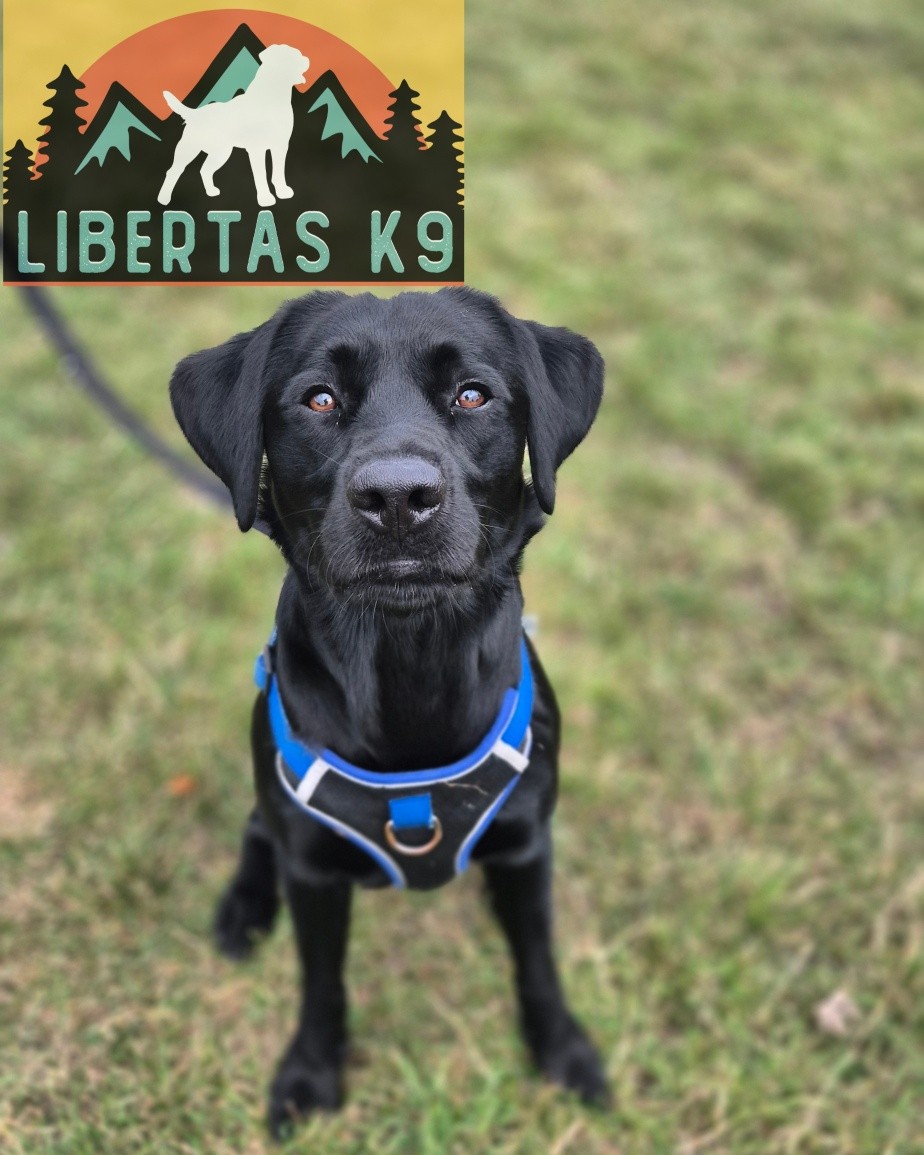 🐾🐕MEET BRUNO🐕🐾

We had Bruno come and see us for help with loose leash walking, general obedience and reactivity. 

Bruno is a typical excitable Lab, very keen to sniff everything which caused him to pull and when a person or dog approached he would bark and lunge.

The reactivity was just pure frustration which then lead to the barking.

We started off by building on his foundations, teaching him leash pressure and how to build engagement. 

We then got Shads out to work him around so we could teach him how to control his impulses, disengage from a person or dog and remain in the heel position when asked. 

Bruno had a great first session and ee cam build on this as his owner has signed up to our Liberty Package. 

#dogs #dogtraining #northeastdogtraining #labrador #labradorsofinstagram  #looseleashwalking #dogreactivity #dogsofınstagram 
#doglovers 
#libertask9