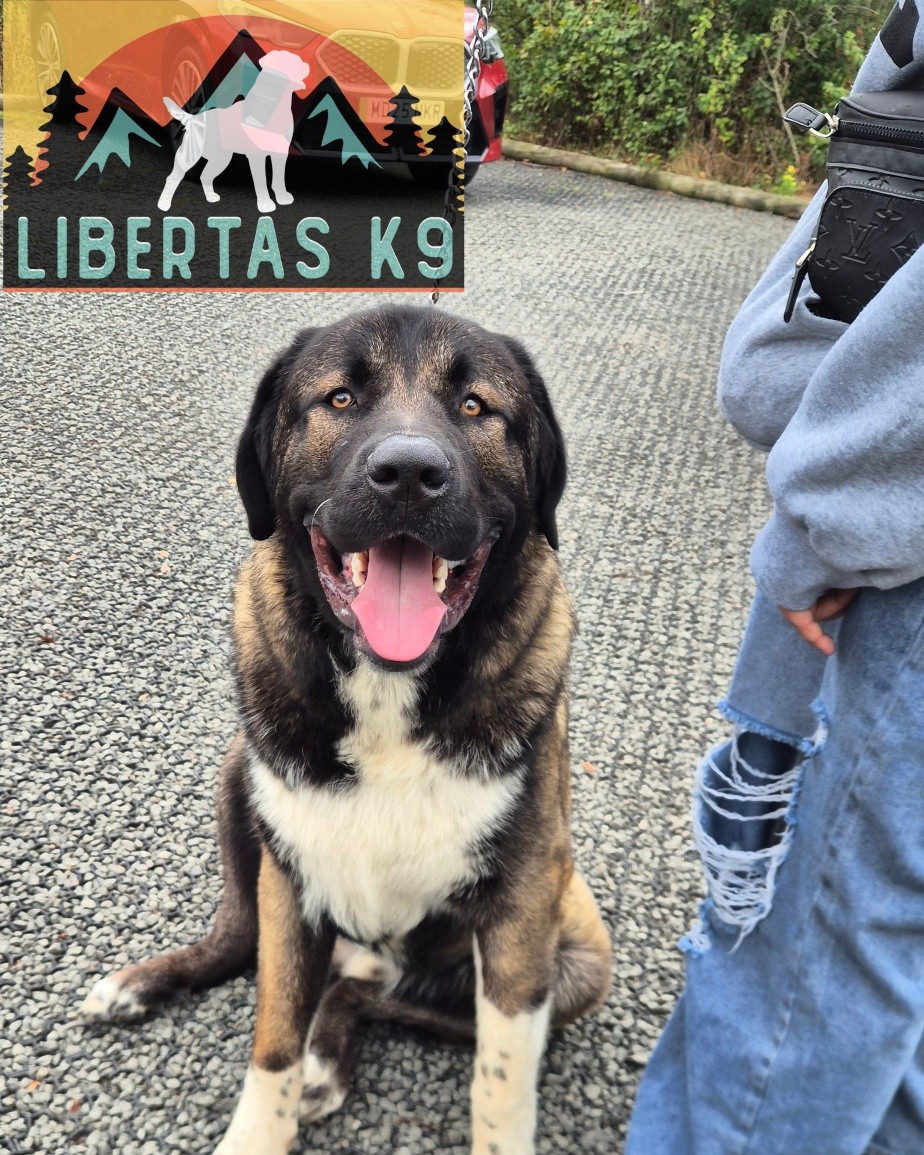 🐾🦁MEET SIMBA🦁🐾

We had this giant ball of fluff come and see us for help with loose leash walking, obedience, recall and reactivity. 

Simba is a young male Caucasian Shepherd x Kengal and is a very big lad which made walking him extremely difficult as he knew he could over power his owner.

We started off by building stronger foundations, adjusting his walking set up and getting him tuned in. 

Next we worked on leash pressure and implementing the heel position. He picked this up pretty quickly. 

We then got Shads out to work around and taught him how to disengage from a dog and he smashed it. 

Simba is a really sweet boy who just needed some tweaks made to his training. Once his owner has worker on what we covered and Simba is paying more attention we can introduce a recall. 

#dogs #dogtraining #northeastdogtraining #looseleashwalking #dogreactivity #dogsofınstagram 
#doglovers 
#libertask9