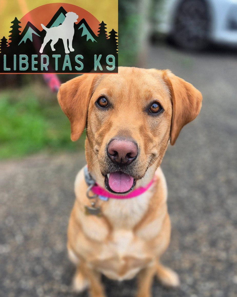 👅🐕MEET LUNA🐕👅

We had the lovely Luna come and see us for help with loose leash walking, impulse control, over excitement around dogs and recall. 

Luna is her owners first dog and they have done a really nice job with her eo far but struggled to get these last bits ironed out. 

We started off by getting a reward system in place, going through ways to better engagement and get her more focused on her owners. 

She picked this up really quickly so we moved on to work on leash pressure and she was walking lovely in no time at all.

We finished off my working her around Shads and teaching her how to disengage from another dog and she picked this up really quickly. 

Once this is all engrained we can then move onto recall. 

#dogs #dogtraining #northeastdogtraining #labrador #labradorsofinstagram  #looseleashwalking #dogreactivity #dogsofınstagram 
#doglovers 
#libertask9
