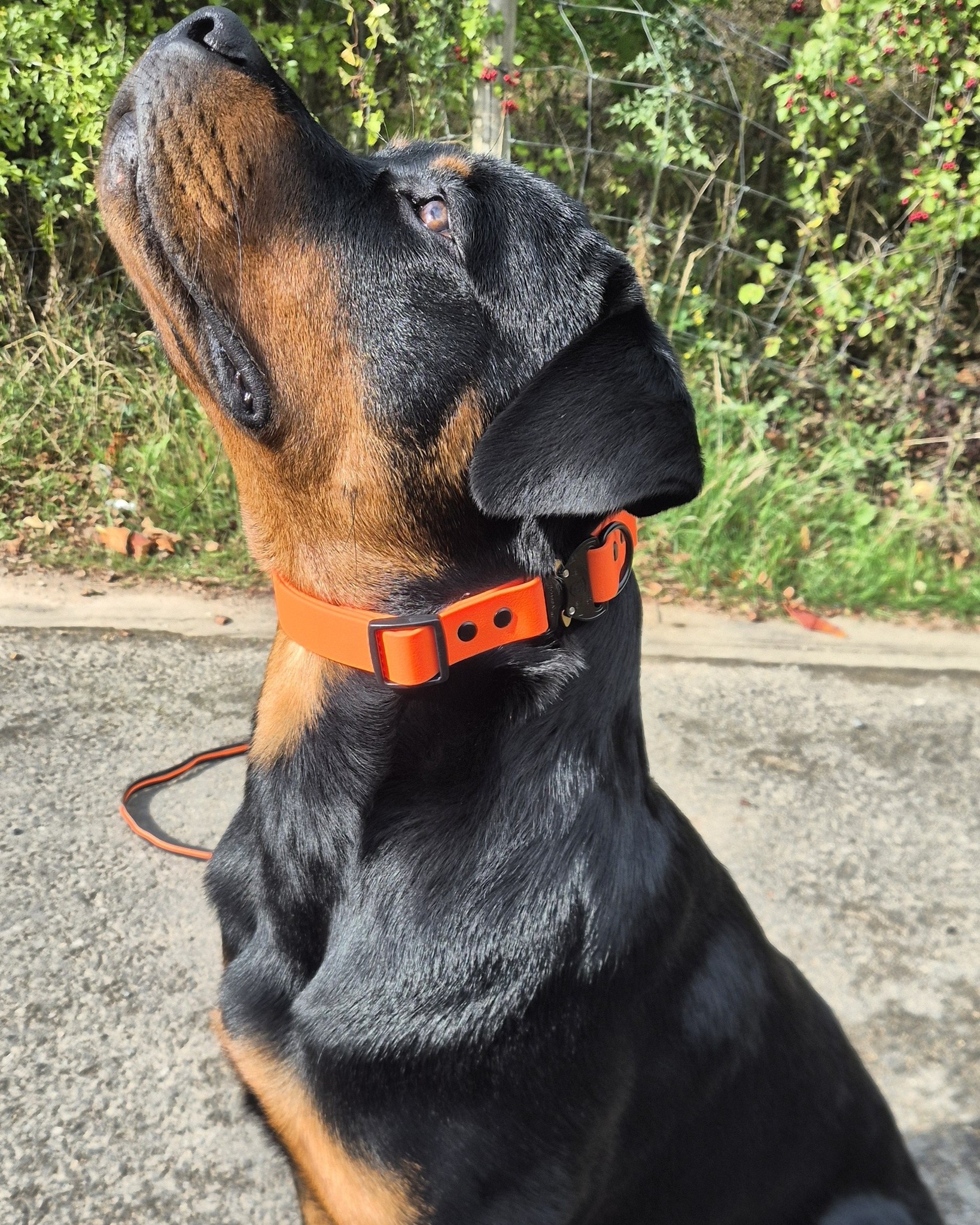 🖤🤎DASH LOOKING DAPPER🖤🤎

New collar and lead day for Dash. Custom made for him by @wearek9uk

Getting the right equipment is super important as you need to be able to rely on the quality and it not break when you have a dog on the end of it. 

Great quality, super customer service and he looks stunning in it! Thanks guys.

#dogs #dogtraining #northeastdogtraining #rottweiler #dogcollar #dogleads  #looseleashwalking #dogreactivity #dogsofınstagram 
#doglovers 
#libertask9
