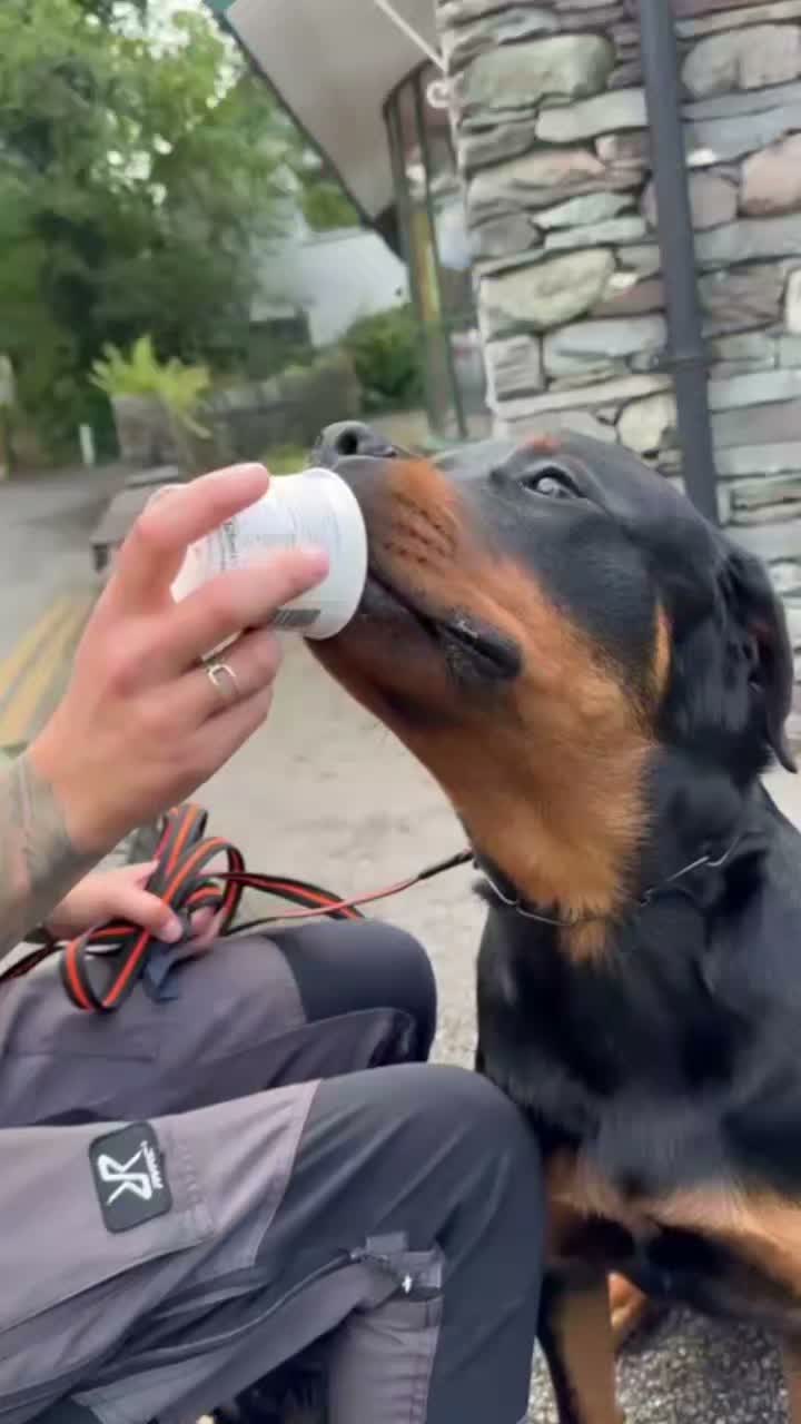 🍦🐕IMPORTANT TRAINING🐕🍦

Dash enjoying his first ice cream on holiday. Well deserved for being such an awesome boy

#dogs #dogtraining #northeastdogtraining #looseleashwalking #dogreactivity #dogsofınstagram 
#doglovers  #rottweiler 
#libertask9