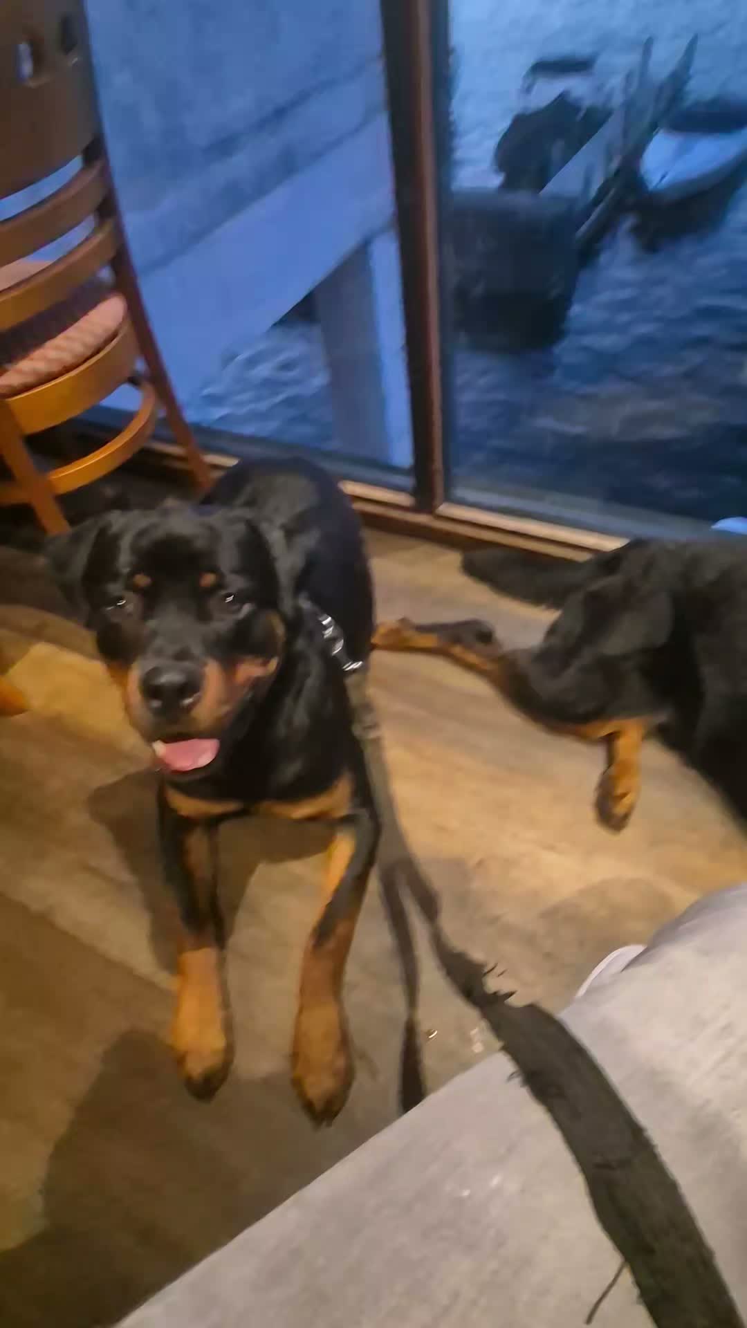 🐕🍺PUB DOGS AND WALKS🍺🐕

The last reel (I think) of our holidays.

Boys being pubs dogs, where super serious training takes place 😉🍺 and a fun blow out walk. 

Shads I would expect calmness as we have done this so many times. 

Dash has just turned 9 months so is in adolescence and this kind of exposure is great for him to teach him how to behave in these environments. 

The water, well I could probably say to build confidence in water but I dont think either have a problem with that 😂

#dogs #dogtraining #rottweiler  #northeastdogtraining #looseleashwalking #dogreactivity #dogsofınstagram 
#doglovers 
#libertask9