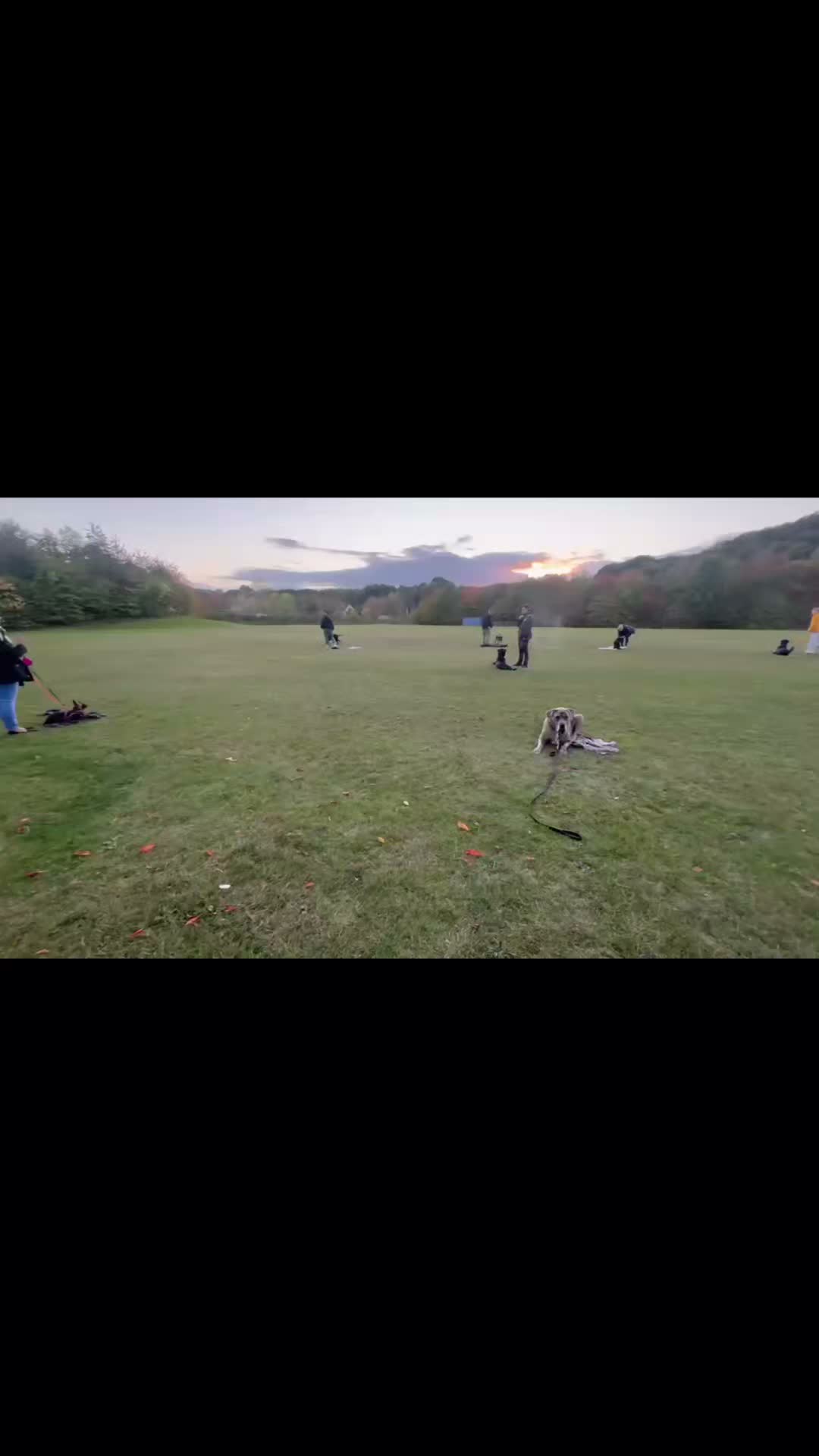 🐾⭐️GROUP OBEDIENCE ⭐️🐾

Another fantastic group obedience session. Working on staying in positions, neutrality around dogs, place training and obedience under distractions. 

Awesome work. 

Next one starting 10th October, still a couple of spots left, must have previously had 1-1s to attend. 

#dogs #dogtraining #northeastdogtraining #looseleashwalking #dogreactivity #dogsofınstagram 
#doglovers 
#libertask9