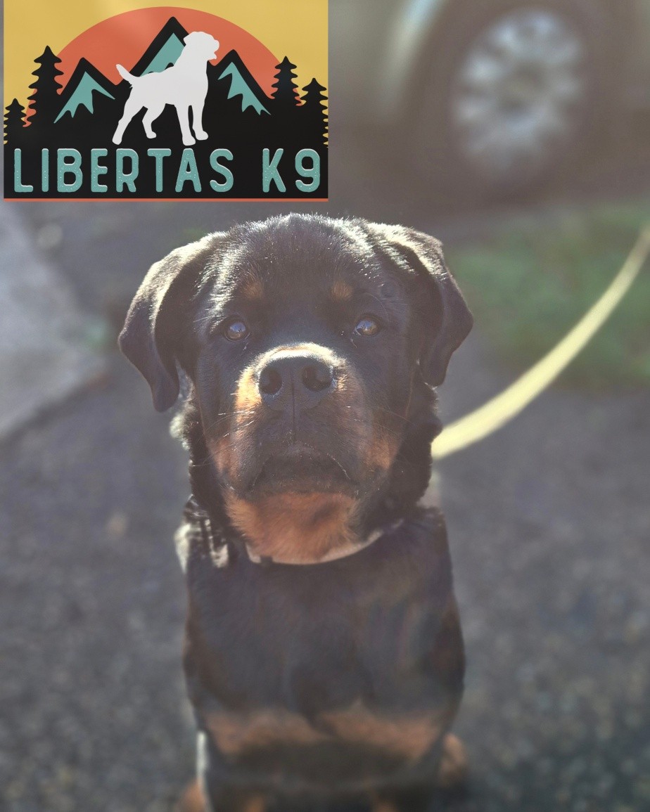 🖤🤎MEET HUDSON🖤🤎

We had this handsome boy come and see us for some puppy training. His owner booked him for help with general puppy training and help with leash walking and over excitable behaviour around people and dogs.

Hudson is a very typical 6 month old Rottweiler, full of life and wanting to be into everything. 

His owner was struggling a little with him pulling and wanting to say hello to people and dogs. Whilst a certain amount of interest is perfectly normal for a social dog we dont want pulling or lunging to get to them, especially the size this boy will get. 

We worked on leash pressure, building a stronger relationship so he wants yo engage with his owner and we finsihrd off by testing it out with a little distraction. Hudson absolutely aced it and as these guys have signed up to our Puppy Package we can continue the work. 

#dogs #dogtraining #northeastdogtraining #rottweiler #rottweilerpuppy #looseleashwalking #dogreactivity #dogsofınstagram 
#doglovers 
#libertask9