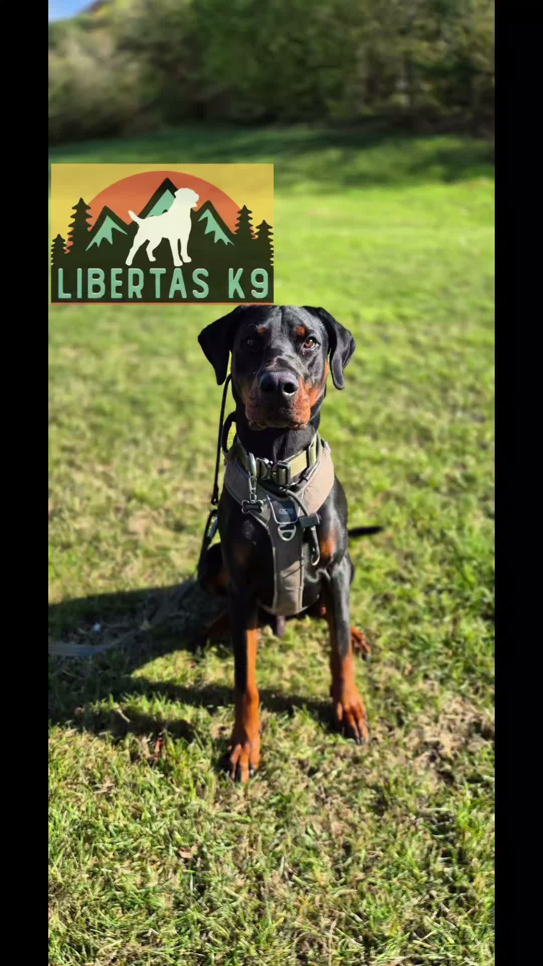 🐾👅DOUGS FIRST SESSION👅🐾

We had this handsome lad come and see us for help with loose leash walking and dog reactivity.

At the start of the session he would pull his owner everywhere and when seeing a dog he would launch out of excitement. 

As you can see on the reel by the end he was walking nicely and disengaing from Shads.

These guys have signed up to our Liberty Package so we can continue the work around various dogs. 

#dogs #dogtraining #dobermann  #northeastdogtraining #looseleashwalking #dogreactivity #dogsofınstagram 
#doglovers 
#libertask9