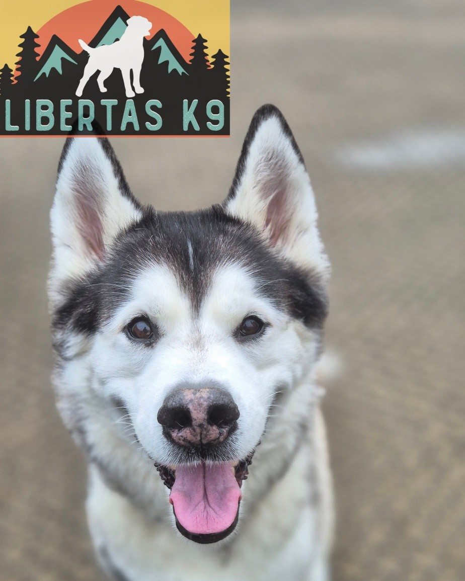 🐾🐕MEET KODI🐕🐾

We has this lovely lad come and see us for help with dog reactivity. His owner got in touch after they were both in a horrific incident with another dog which resulted in the both Kodi and his owner being badly bitten. 

Since the incident this has, understandably, made them both nervous around other dogs. 

We started off by looking at his loose leash walking and getting that tightened up, whilst it wasn't terrible if he is 2 meters in front when a dog appears it is then harder to deal with. He was walking nicely pretty quickly. 

Next we got him out around other dogs as he didn't react to every dog so we needed to see what was happening.  We worked on building his and his owners confidence and by doing so and keeping and heel he walked past multiple dogs without any issue.

We will need to continue working on this so they feel more confident in various situations.

Great work guys

#dogs #dogtraining #northeastdogtraining #husky  #looseleashwalking #dogreactivity #dogsofınstagram 
#doglovers 
#libertask9