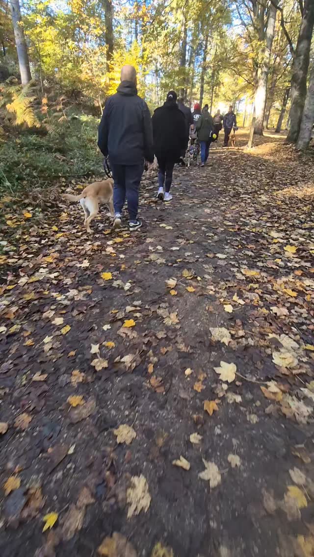 🐾🔥GROUP WALK🔥🐾

Another fantastic group walk yesterday. All dogs did brilliantly 💪

Working on further proofing for neutrality around other dogs after completing initial training. 

Great work everyone 👏 

#dogs #dogtraining #northeastdogtraining #looseleashwalking #dogreactivity #dogsofınstagram 
#doglovers 
#libertask9