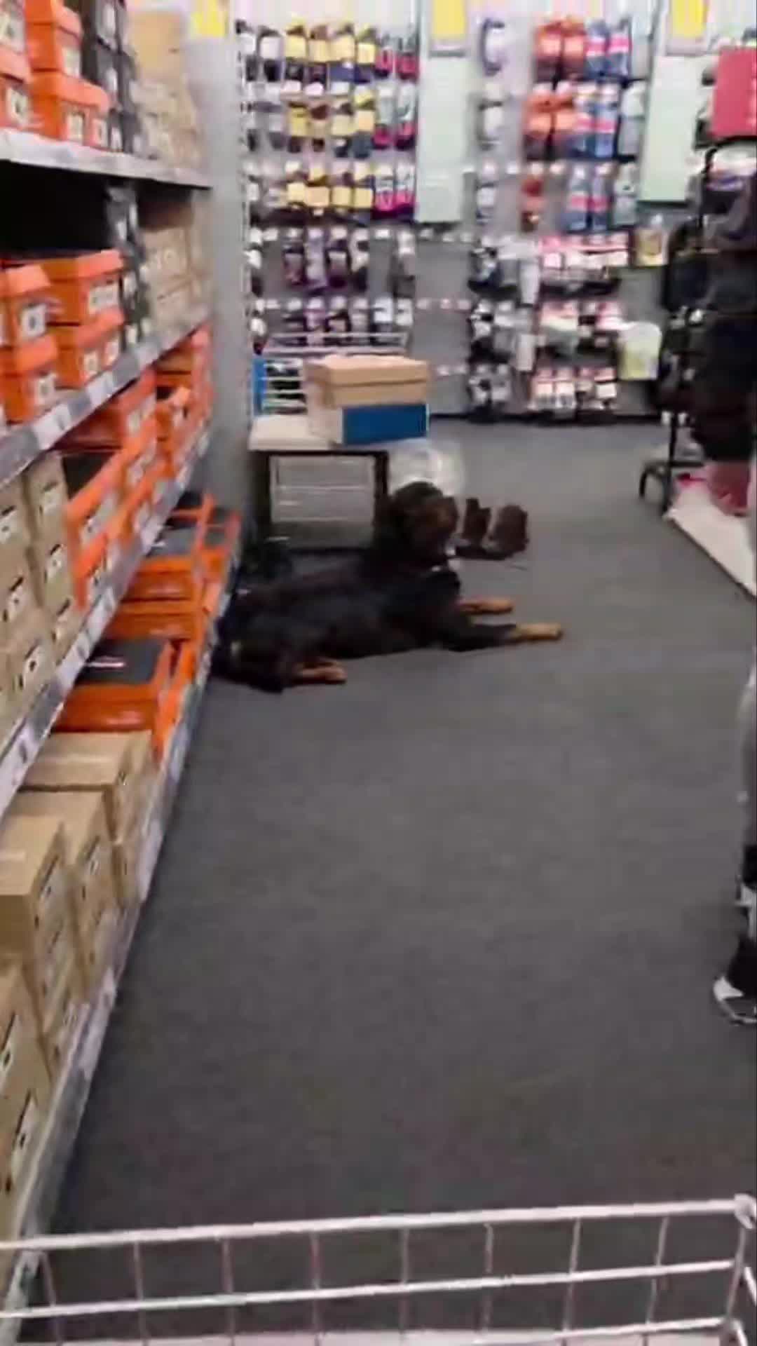 🐾👞SHOE SHOPPING WITH SHADS👞🐾

Shads came shopping today to help me find some new boots for work.

Nothing fancy, just nice obedience, manners and a little bit of fun as he like to dance about.

#dogs #dogtraining #rottweiler #northeastdogtraining #looseleashwalking #dogreactivity #dogsofınstagram 
#doglovers 
#libertask9
