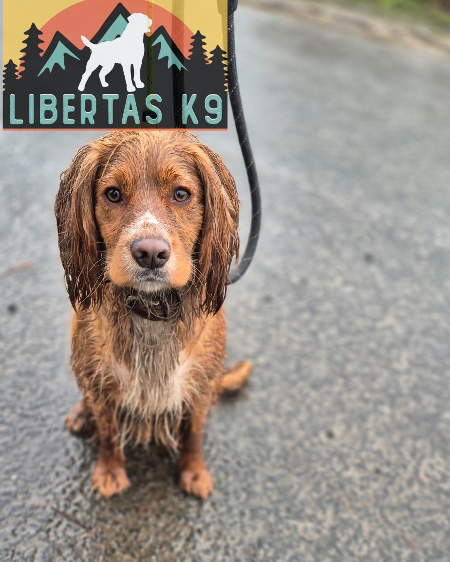 🐾🐶MEET TOBY🐶🐾

We had bundle of energy come and see us today. His owner booked in as they were struggling with loose leash walking, over excitable behaviour around people and resource guarding. 

We started the session off getting some foundations in place, reward, markers  basic obedience and engagement. 

Next we tackled the loose leash walking by teaching him leash pressure, marking the correct behaviour and rewarding. As he was doing so well we added a little more environmental distraction and he did fantastically. 

We finished off by working on the resource guarding. Toby would steal items within the home and guard them when his owner tried to get them. 

We will be working on brushing up his obedience to aid in the resource guarding, removing all conflict and taking it slowly. 

#dogs #dogtraining #northeastdogtraining #looseleashwalking #cockerspaniel #cockerspanielsofinstagram  #dogsofınstagram 
#doglovers 
#libertask9